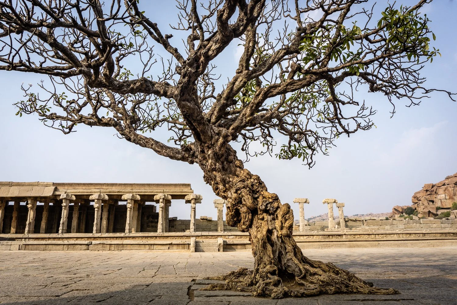A gnarled tree sits on it's own in front of ancient stone ruins.