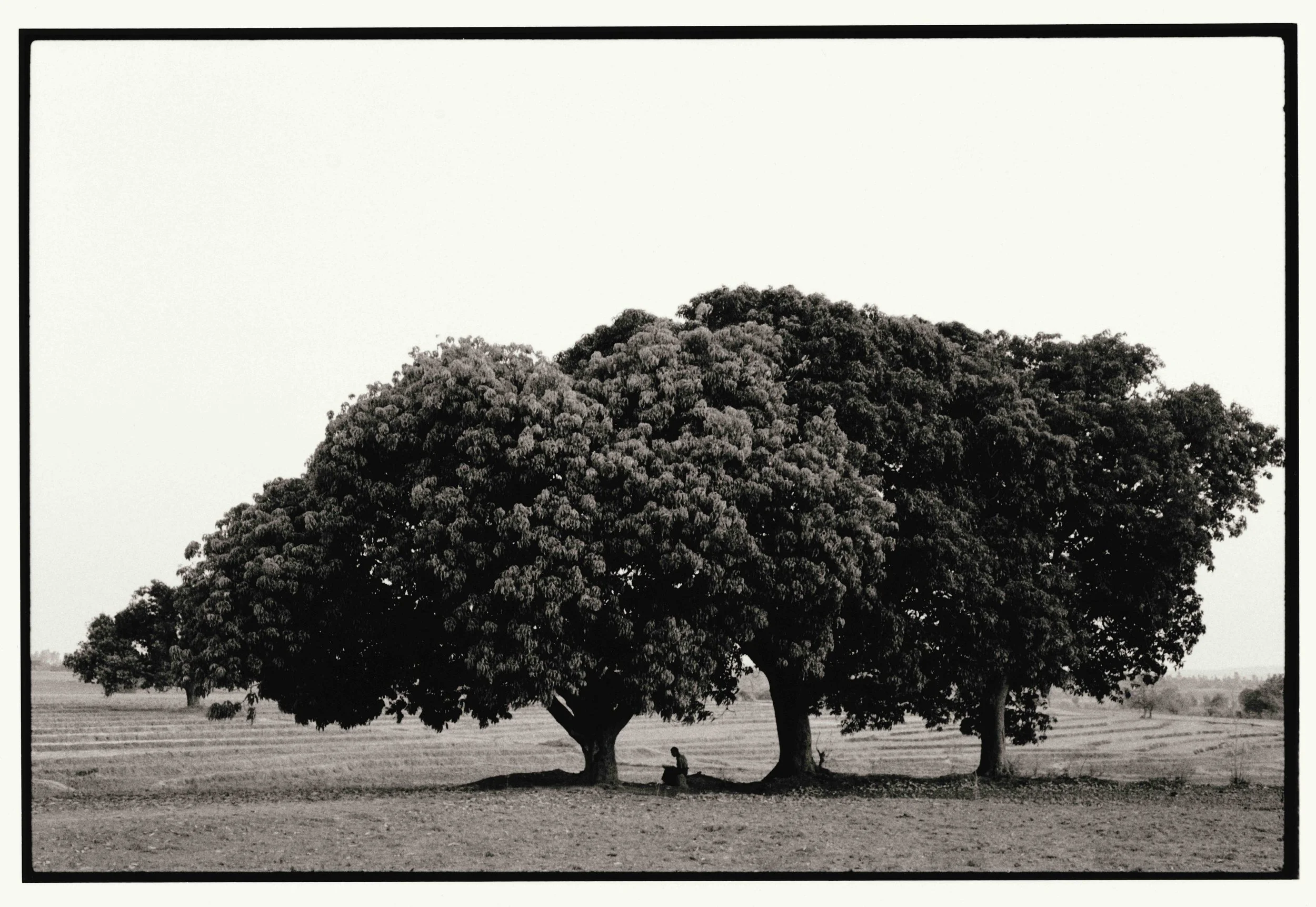 05_Memorizing Under Mango Tree_300dpi.jpg