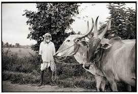 6 Fakirappa with his bulls