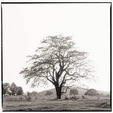 17 Tree behind Nandigaddi