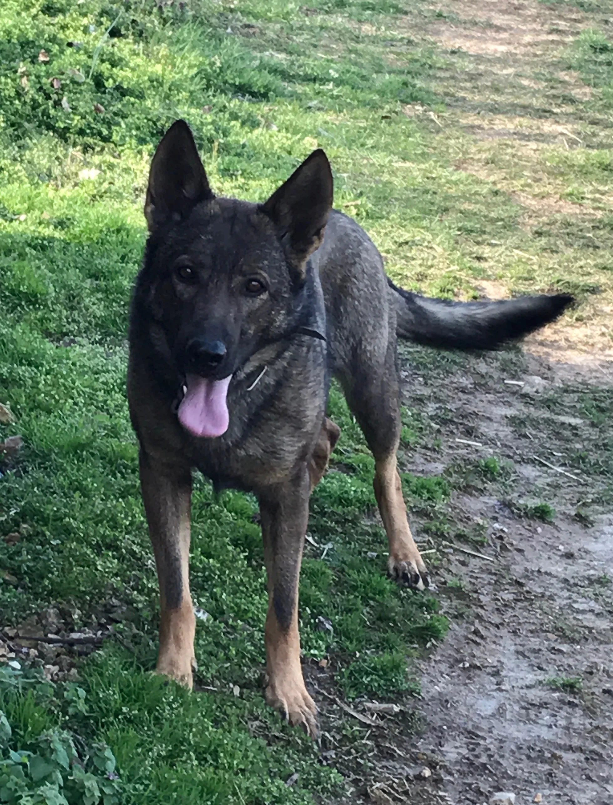 Felder Haus German Shepherds