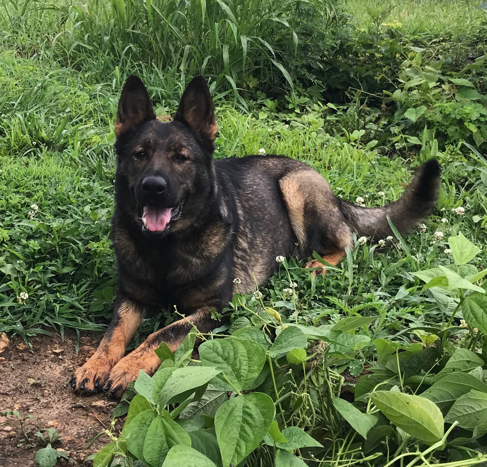 Gallery — Felder Haus German Shepherds