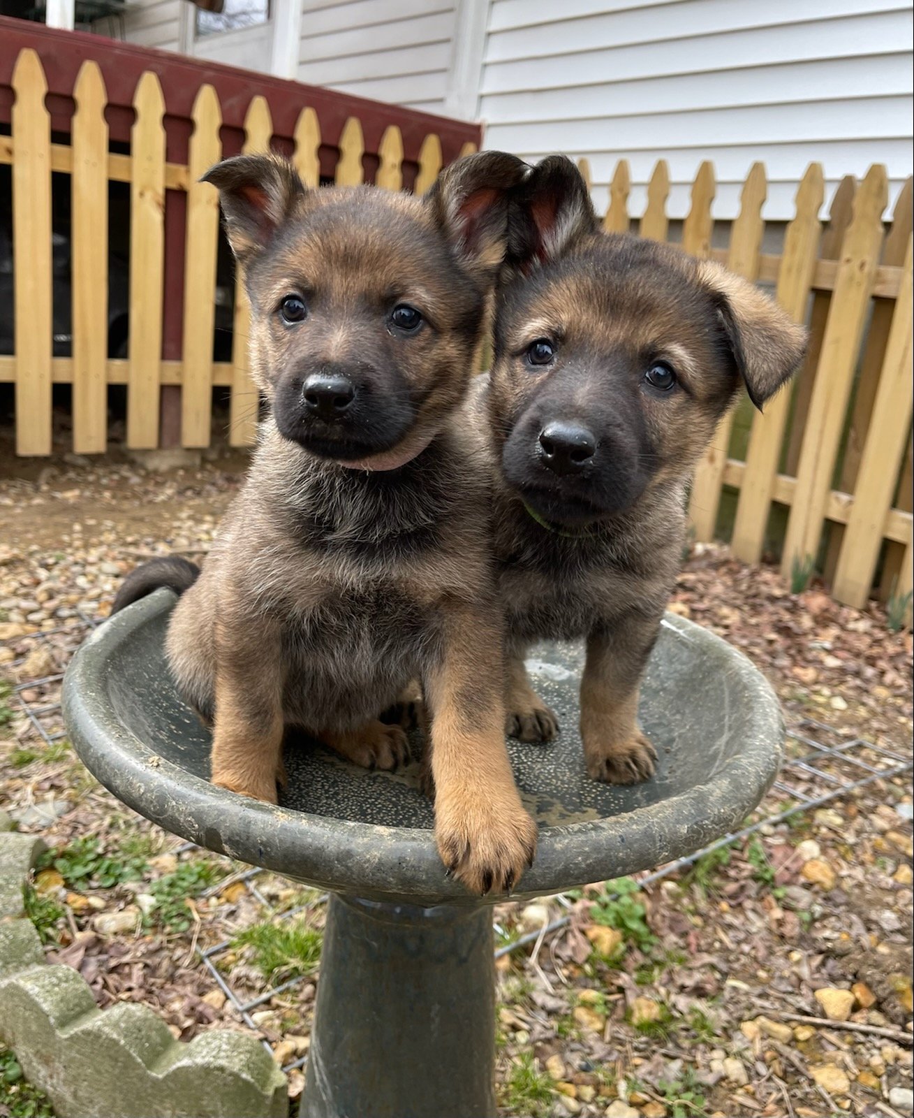 Gallery — Felder Haus German Shepherds