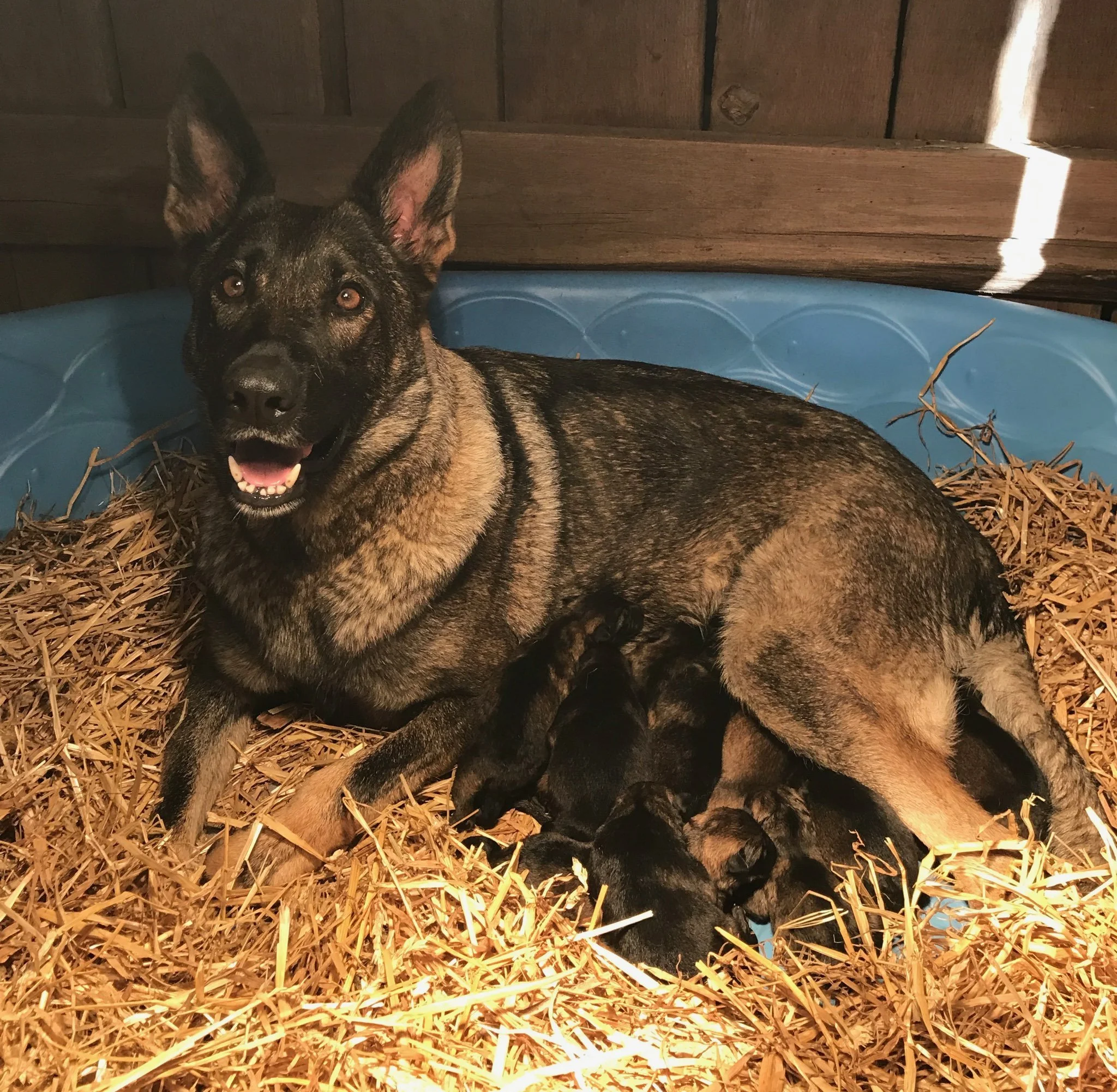 Gallery — Felder Haus German Shepherds