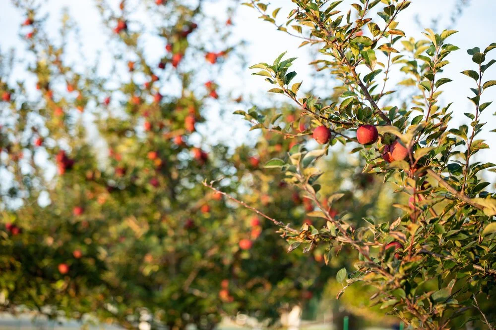 Handcrafted Heritage Hard Cider — Castle Hill Cider