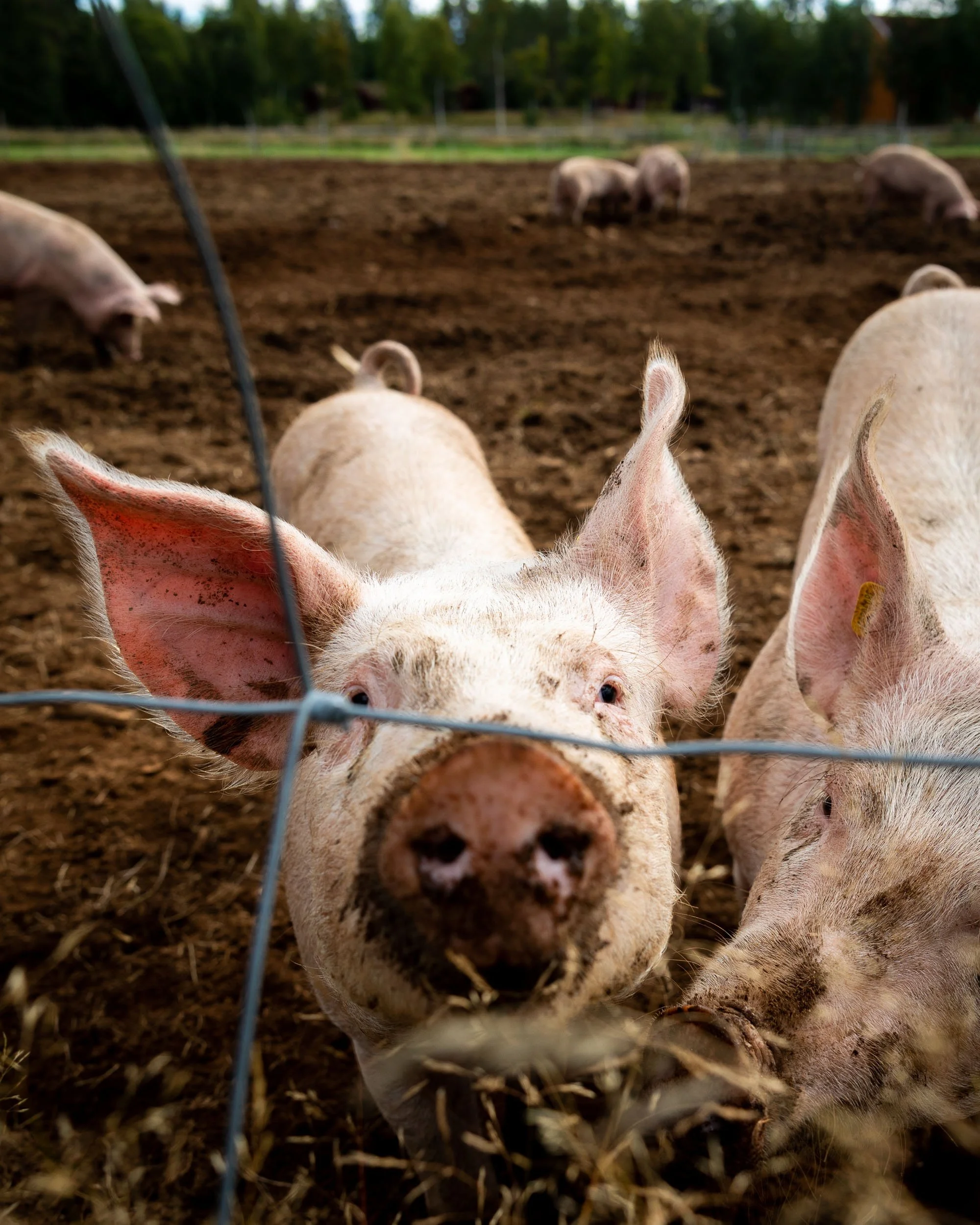 Nærbilde gris, stående.jpg