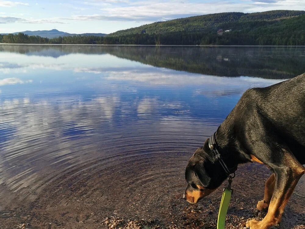 Buvannet.jpg