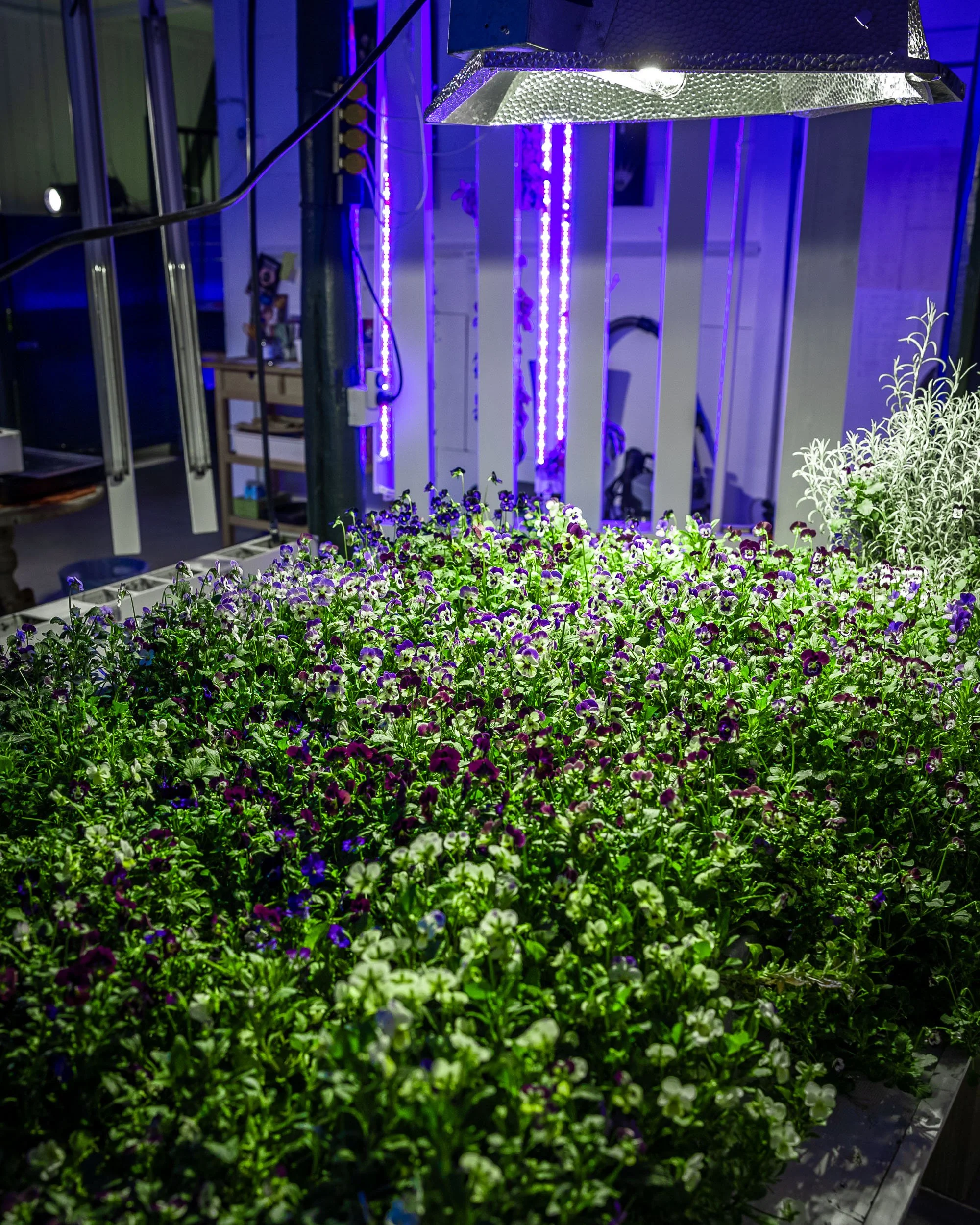 Fioler i hydrohagen, stående.jpg