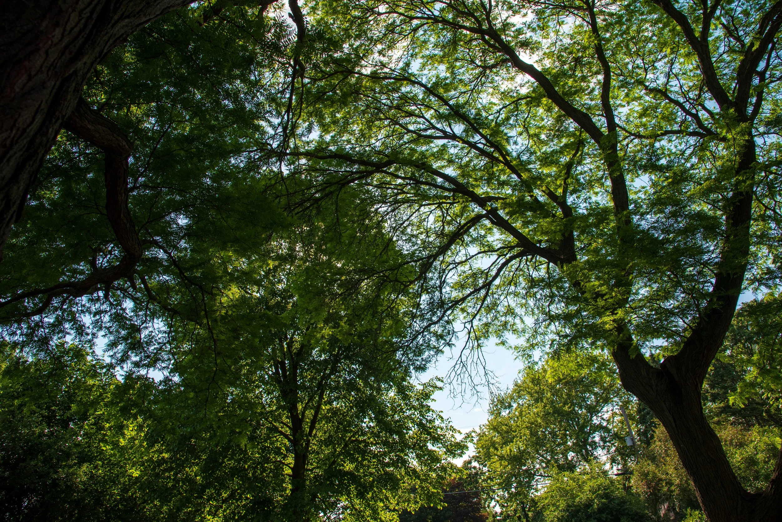 oasis_trees.JPG