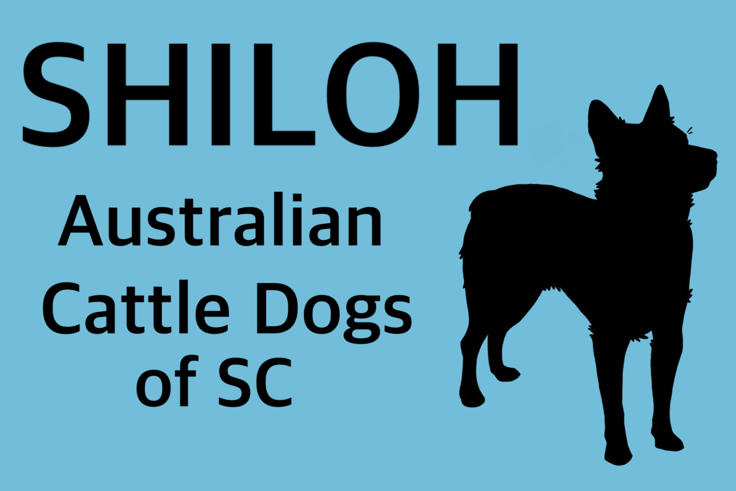 SHILOH Australian Cattle Dogs of SC