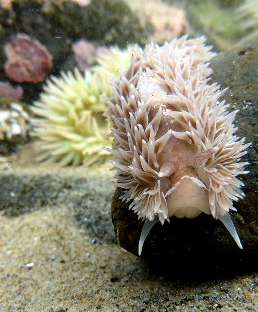 Shaggy mouse nudibranch