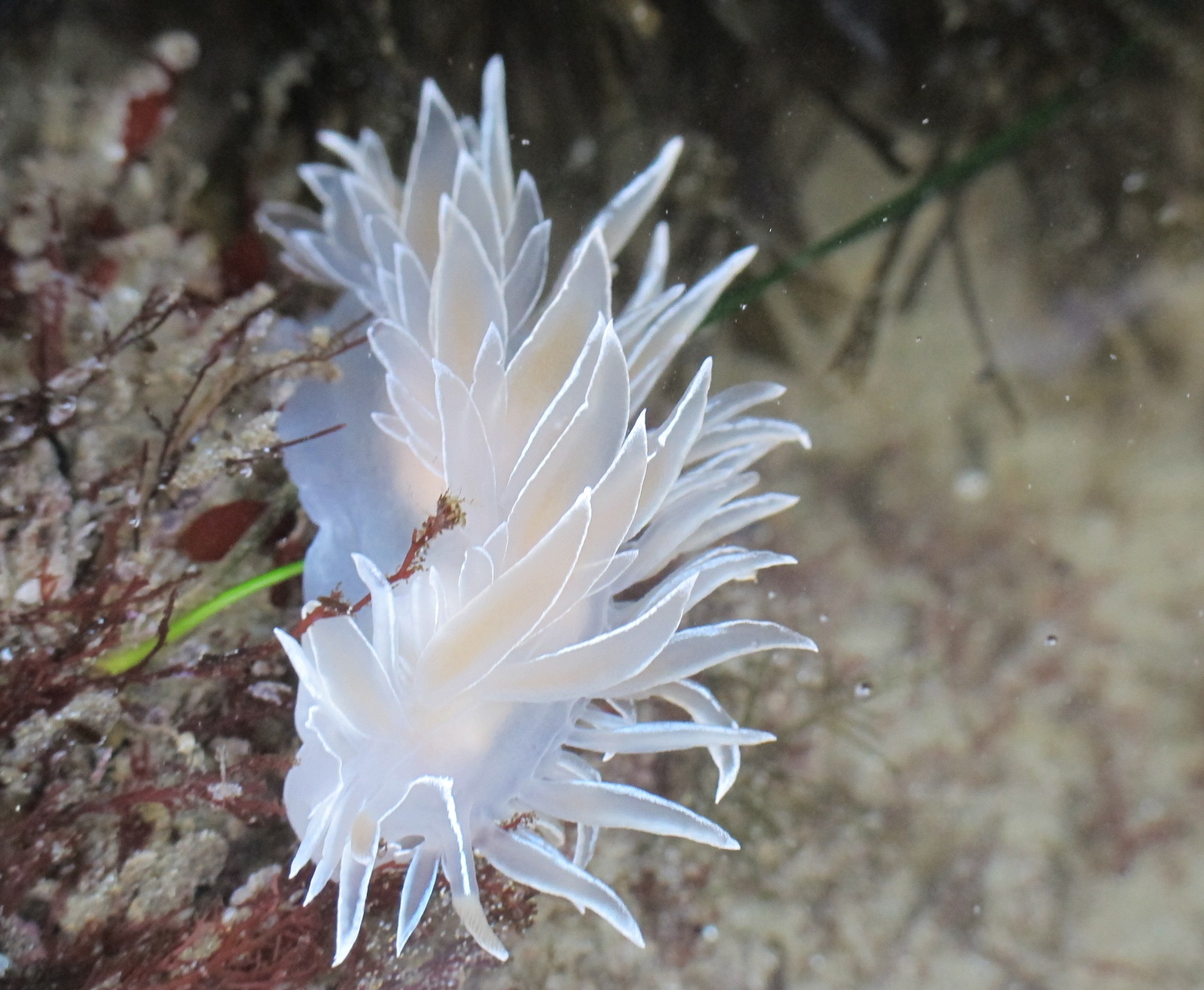 Frosted tip nudibranch
