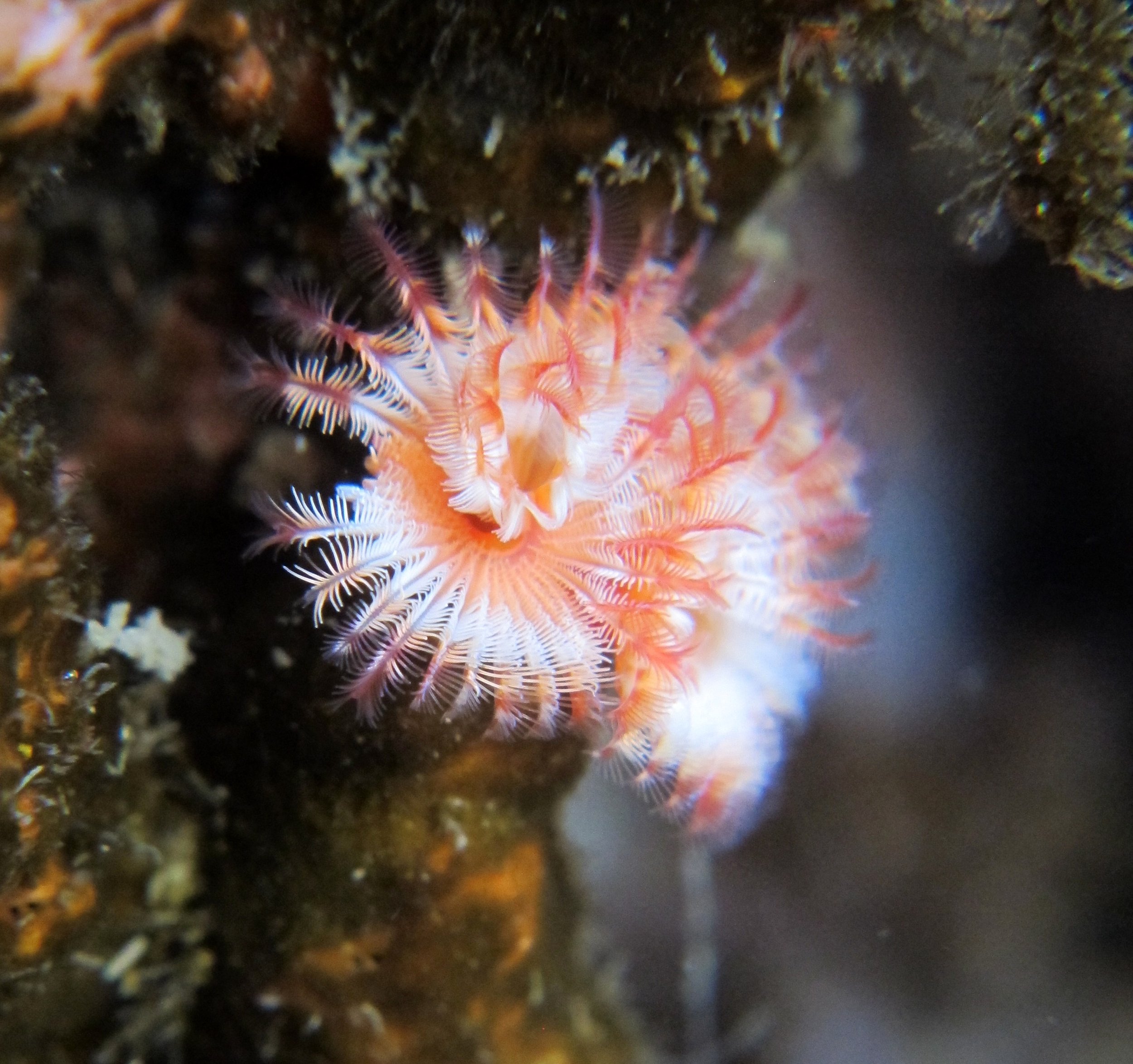 Christmas tree tube worm