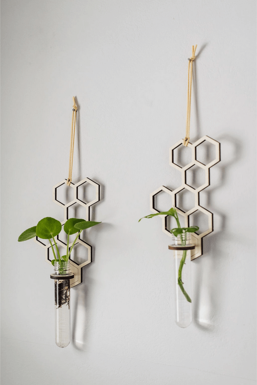 Two hanging honey comb propagation stations with philodendron cuttings