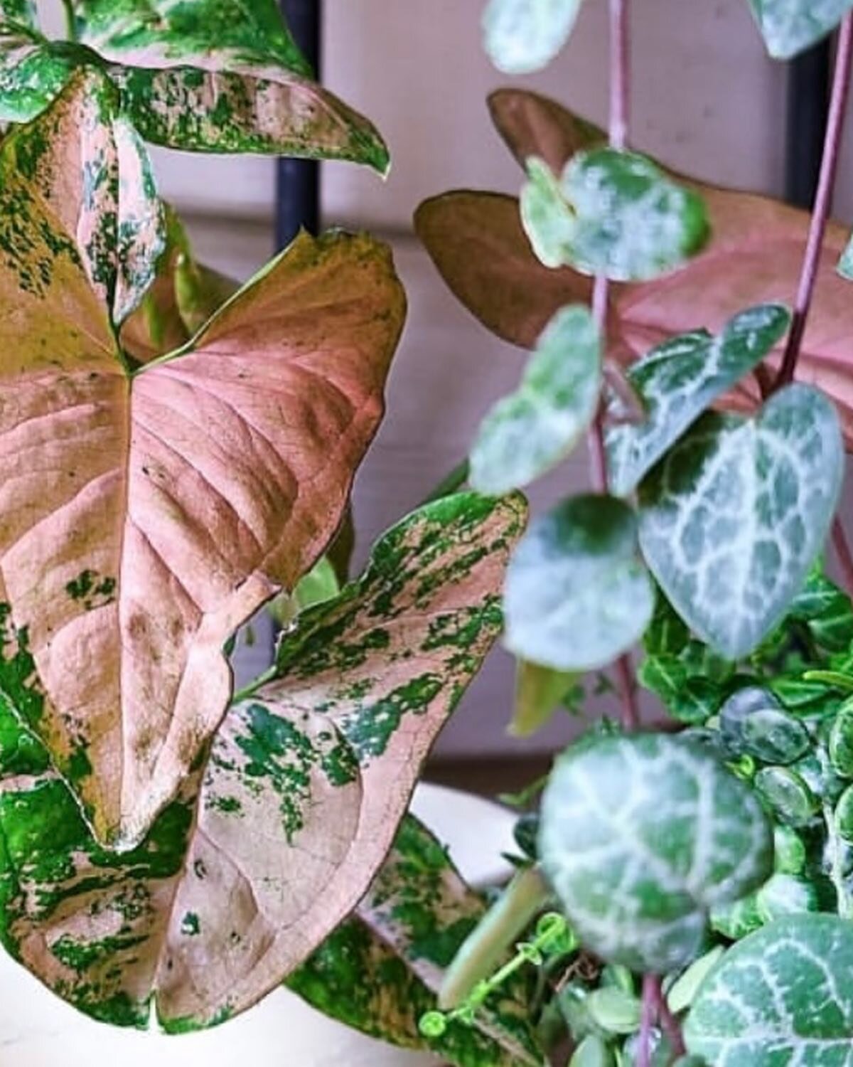 Arrowhead plants are famously known for their arrow shaped leaves that vary greatly in color. The arrowhead plant is commonly referred to as syngonium, arrowhead vines, goosefoot plant, and nephthytis. This article will give you all the tips and tric