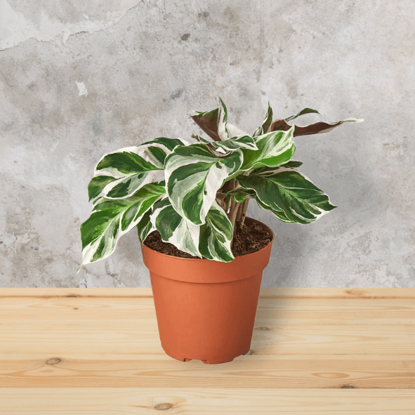 Calathea White Fusion: Calathea Lietzei - Growthopedia
