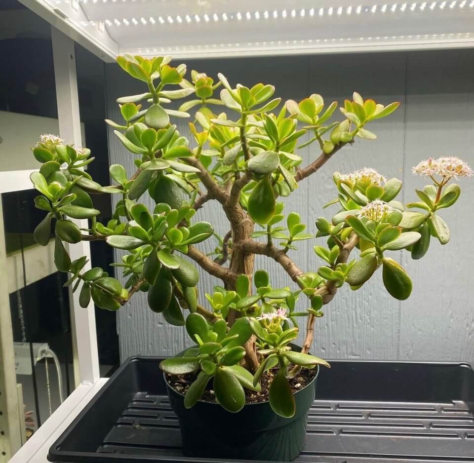 how to grow and care for jade plants - growthopedia
