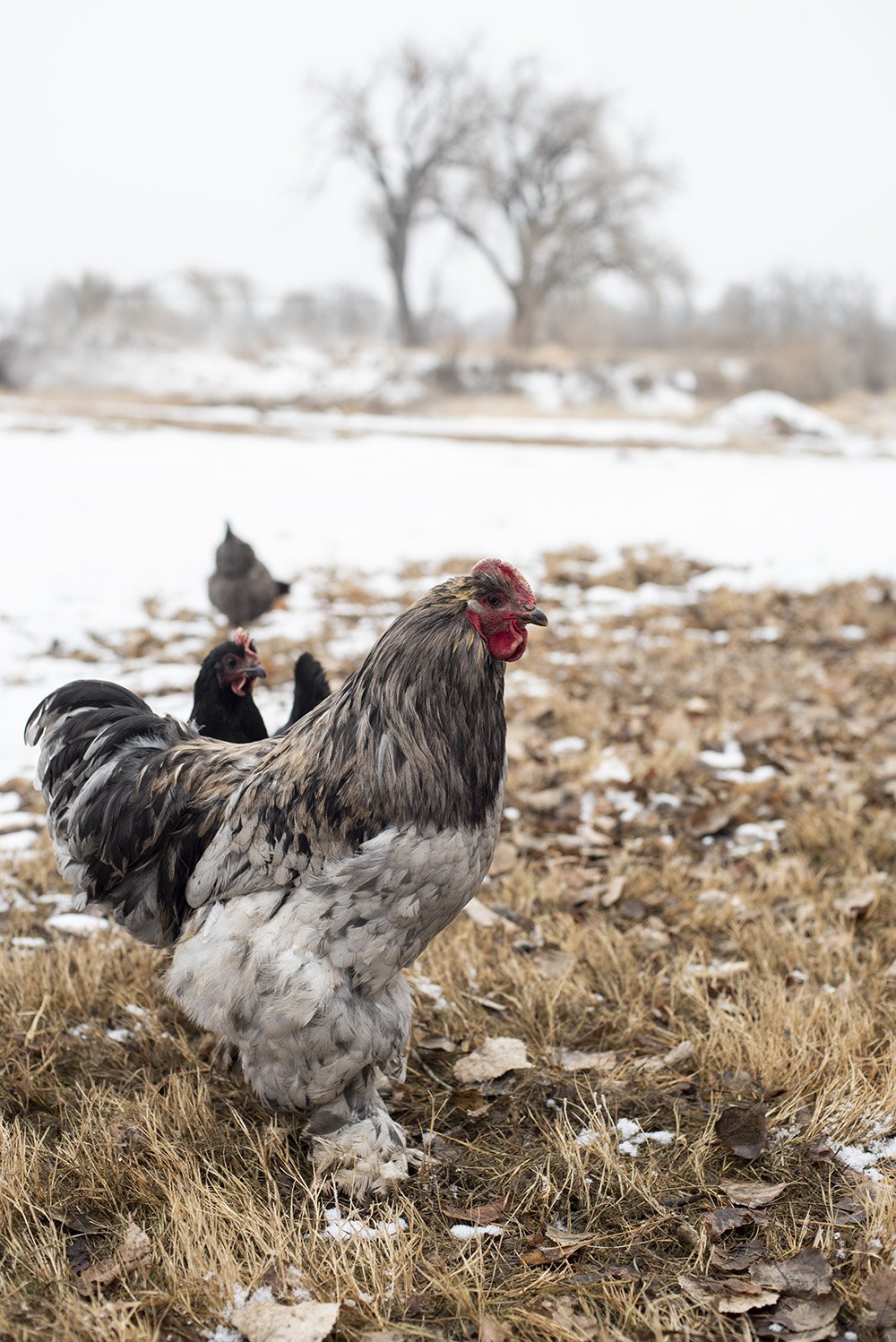 The Truth About Roosters — Whitney Out West