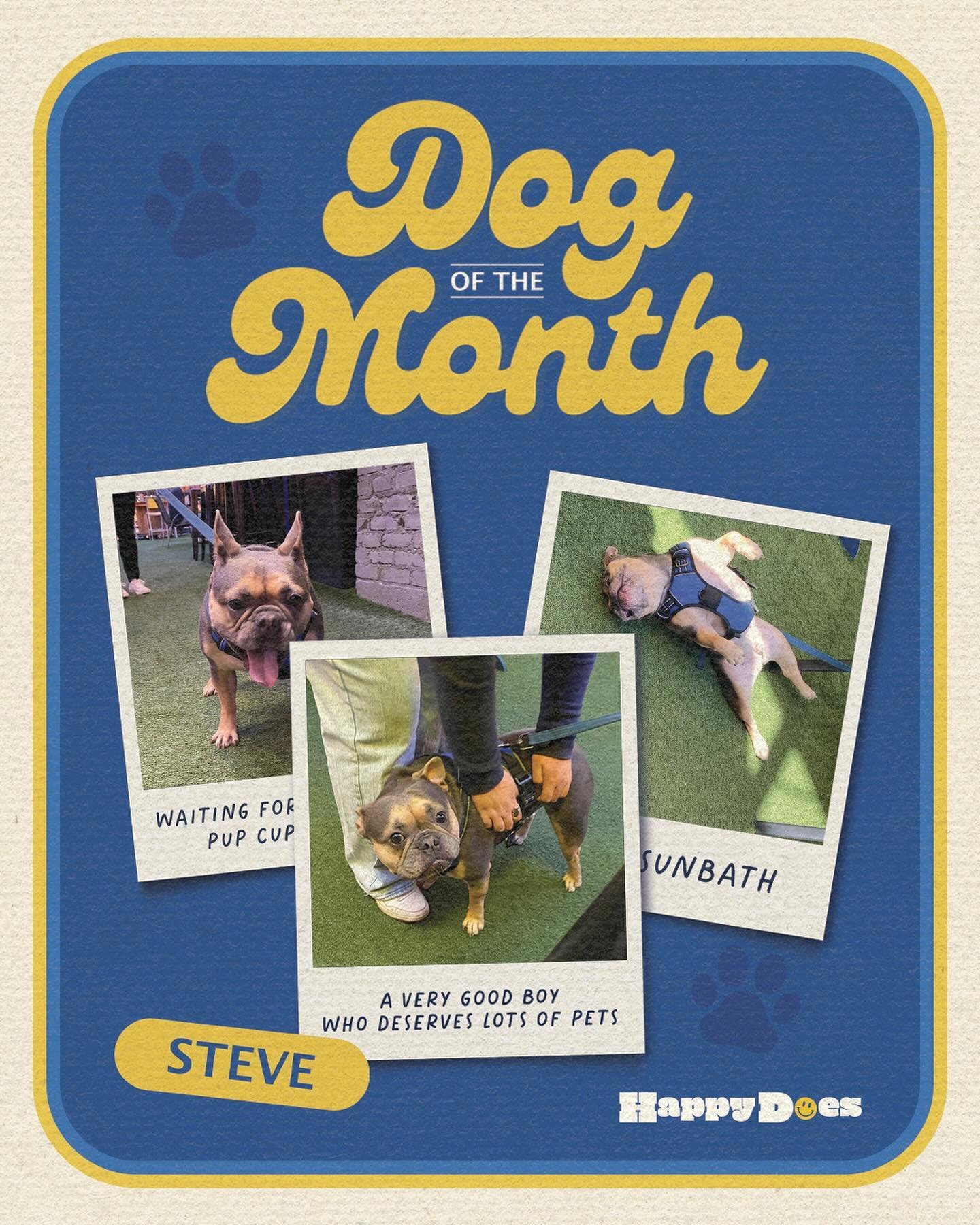 Our May Dog of the Month is STEVE!! 🐶☀️ Fun fact: Steve is an OG Happy Dog. He was one of our first customers! He loves Pup Cups (duh), sunbathing and dragging his mom around Happy so he can say hi to as many people as possible. No complaints here! 