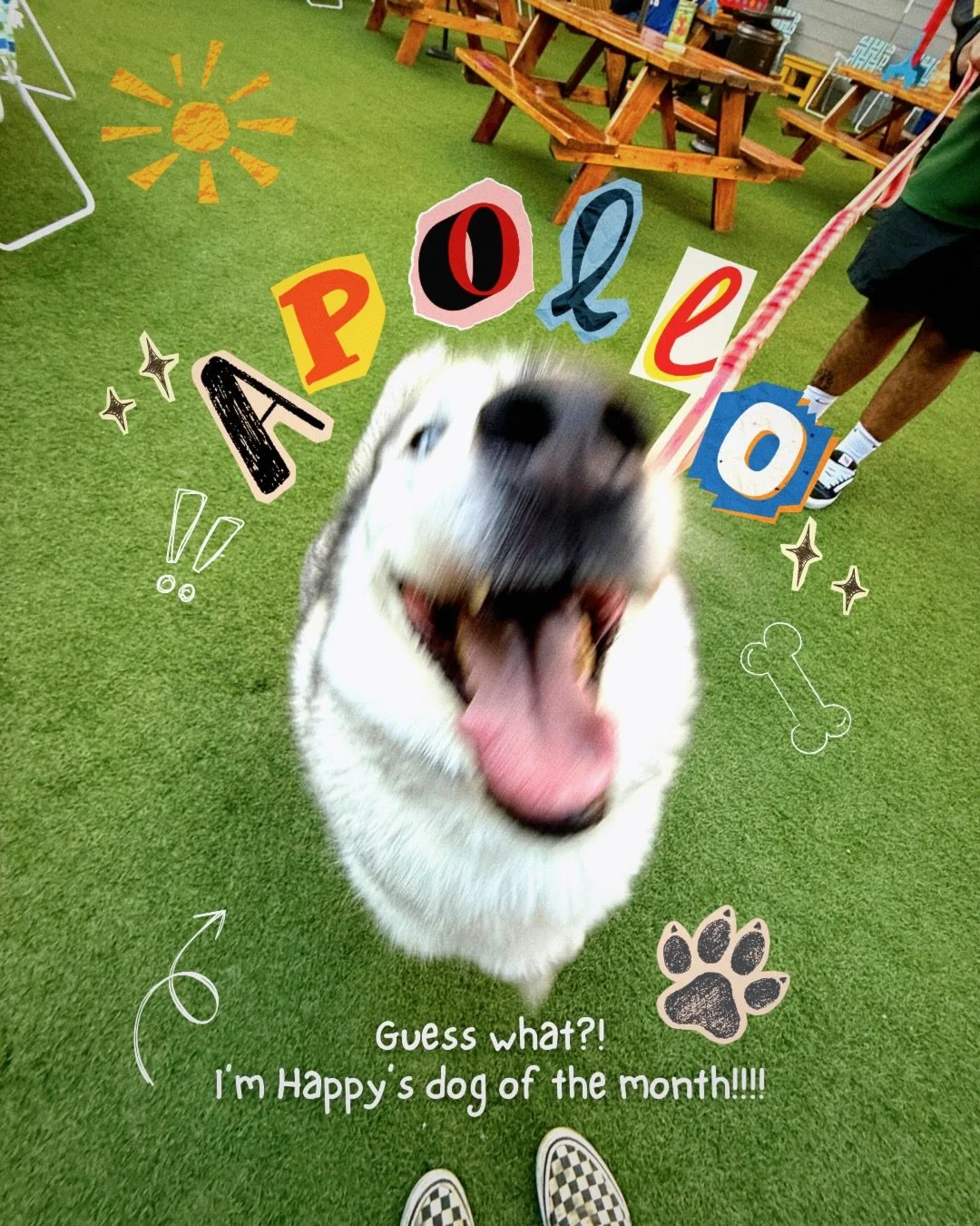 BOOP! 🐶 Meet Apollo, our precious Dog of the Month! He is a talkative Aquarius who LOVES pizza and spaghetti so you could say he&rsquo;s Italian at heart. Apollo is originally from Virginia and misses the snow sometimes. His parents work hard at Hap