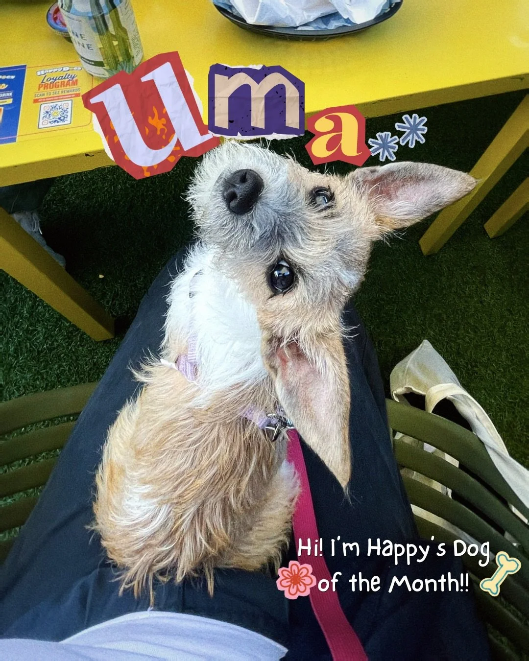 Oh me, oh my&hellip;.U-MA! 🐶🎀 Our August Dog of the Month is a precious little lady. She loves going to work with mom, playing at her favorite bar and hanging with the girlies (she low key hates men). This lil&rsquo; scruffy girl is the sweetest an
