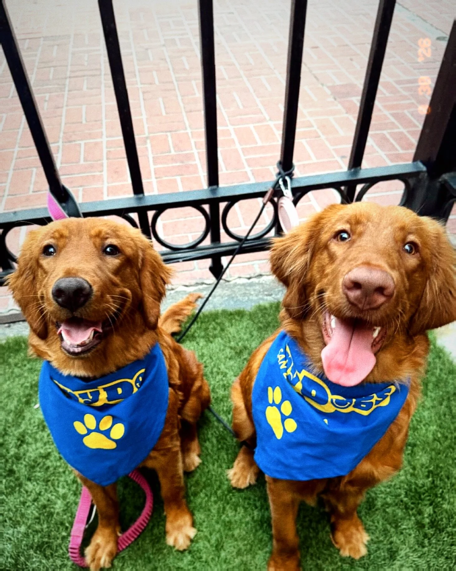 Happy dogs at Happy Does! 😍 Doggy bandanas now available&mdash;gear up your pup!
