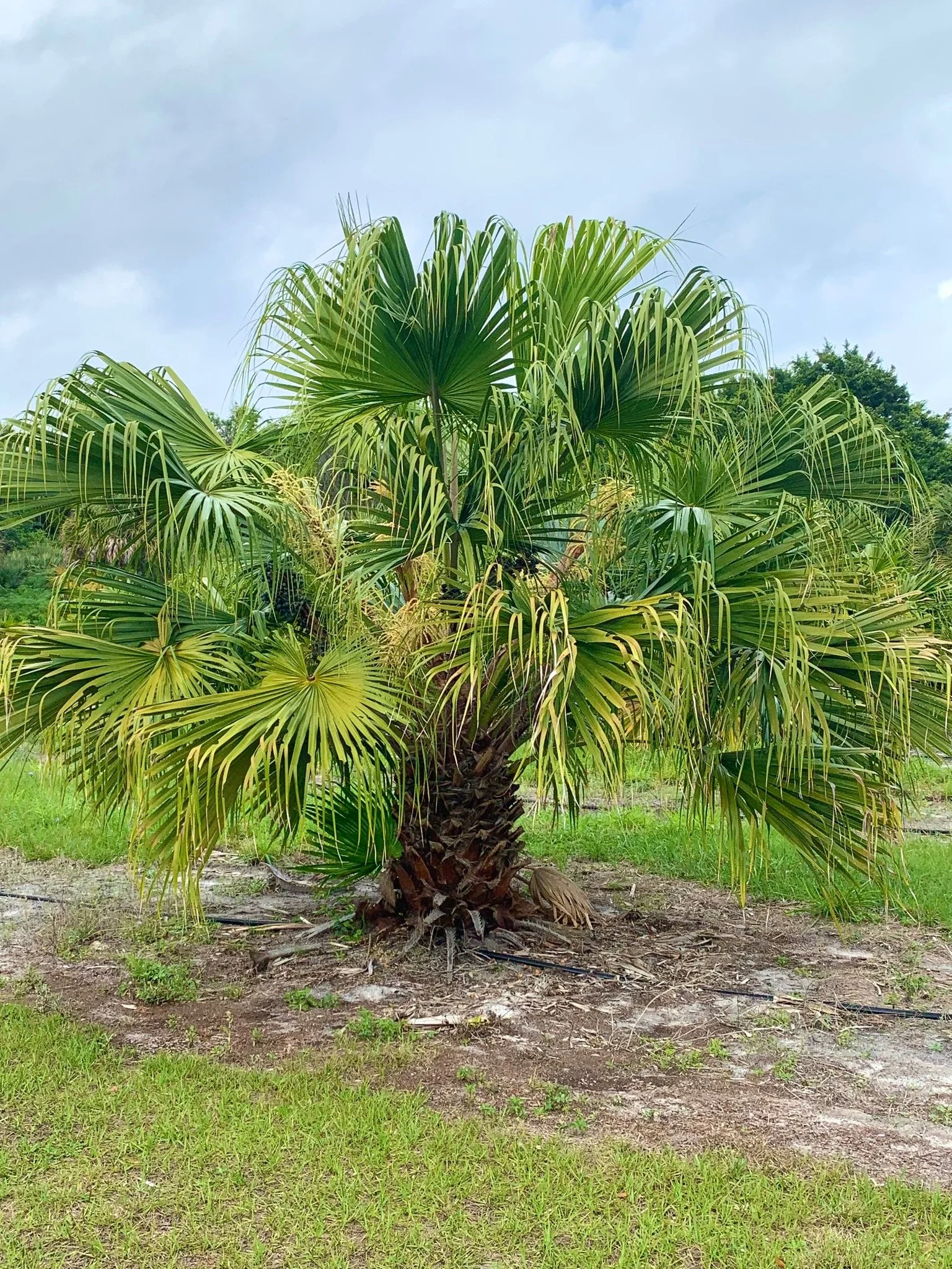 Livistona chinensis