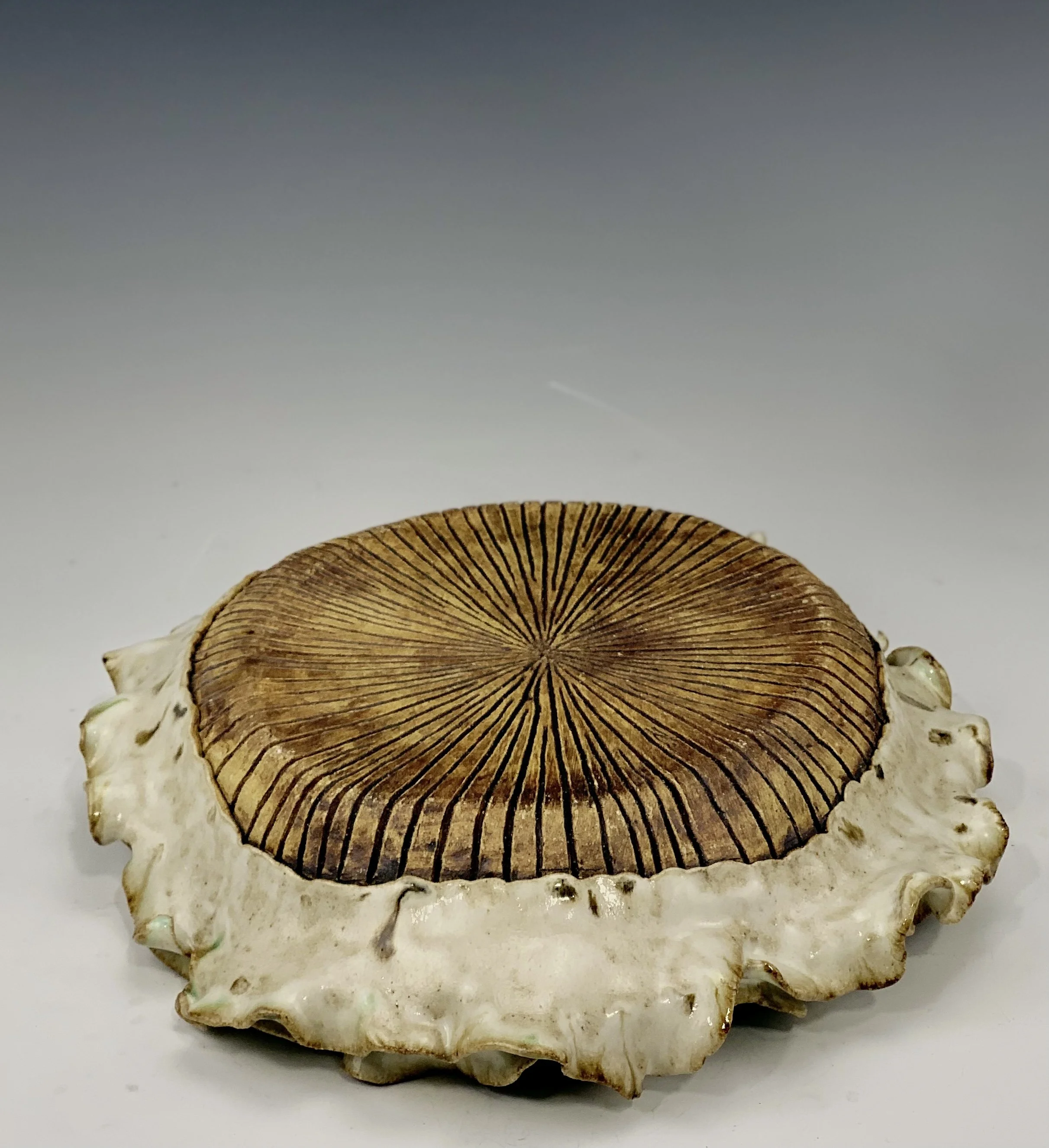 A seashell with a brown, radiating pattern on the top and a ruffled, white edge surrounding it.