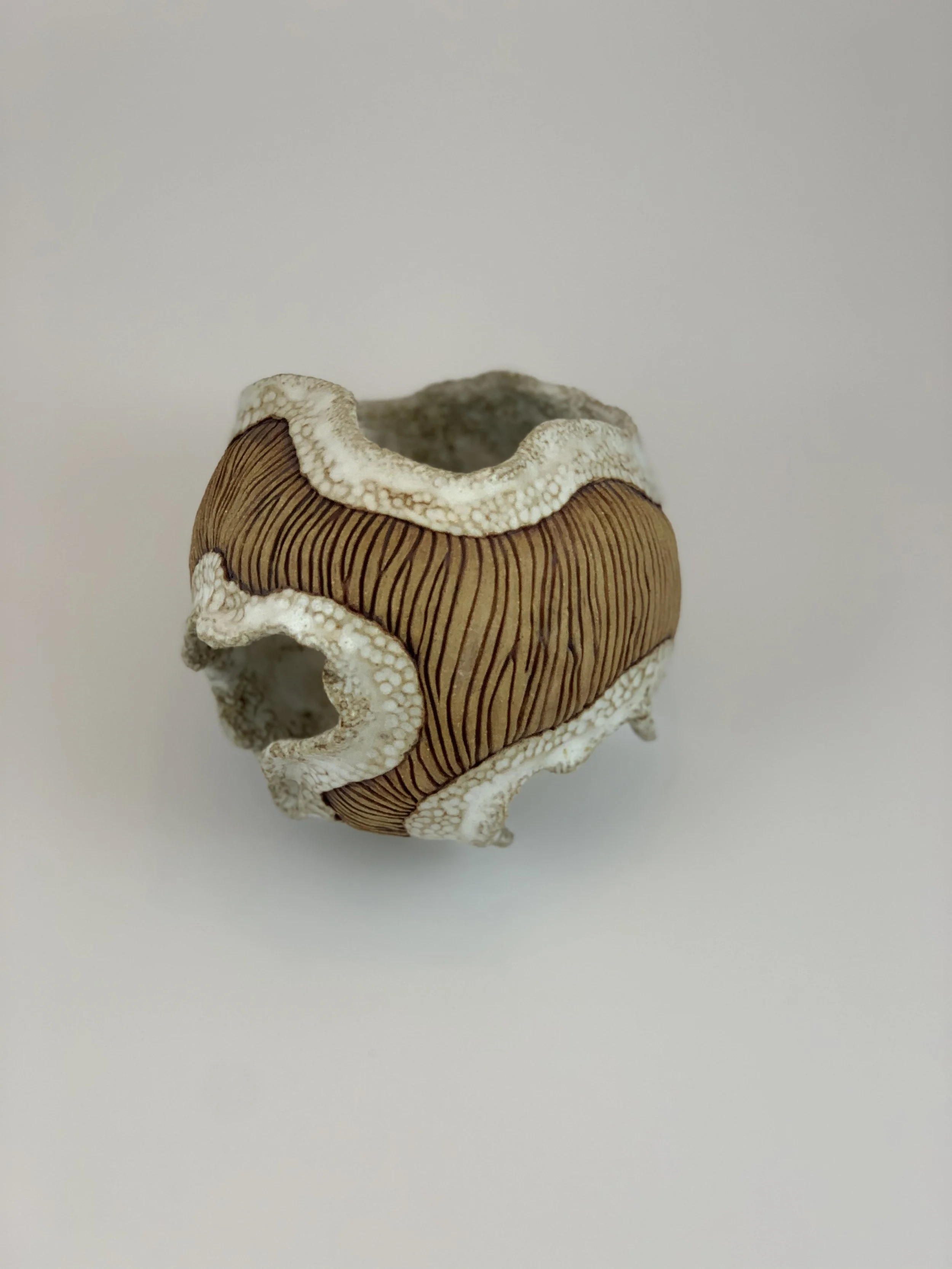 A decorative seashell with brown and white patterns against a plain background.
