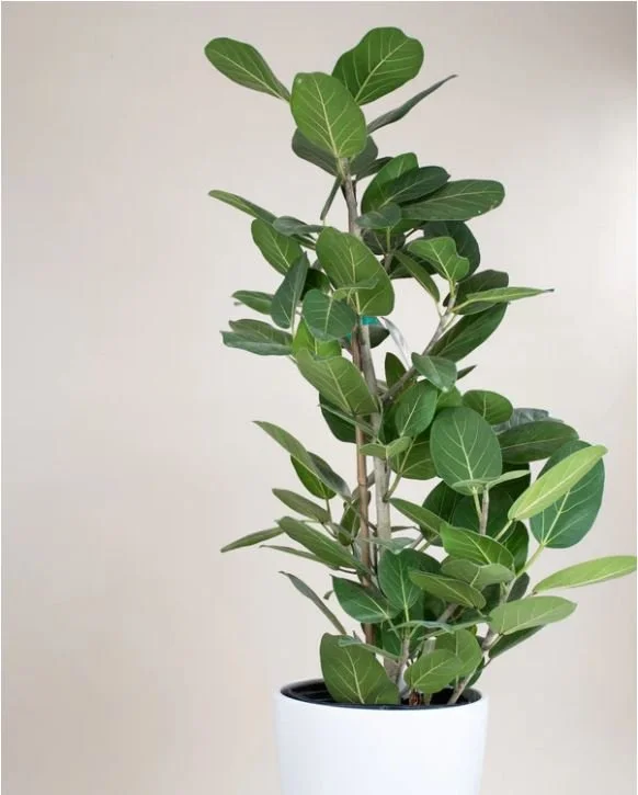 Foliadesign_ficus.JPG