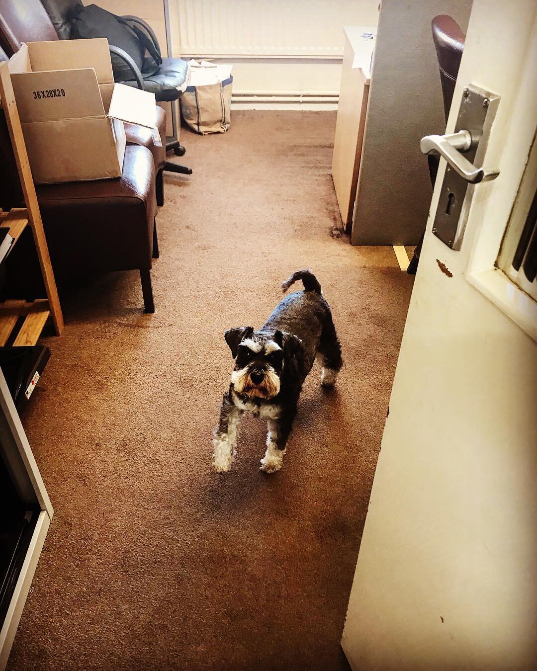 Freddie&lsquo;s taken over my office #topdog #officedog #dogsofinstagram