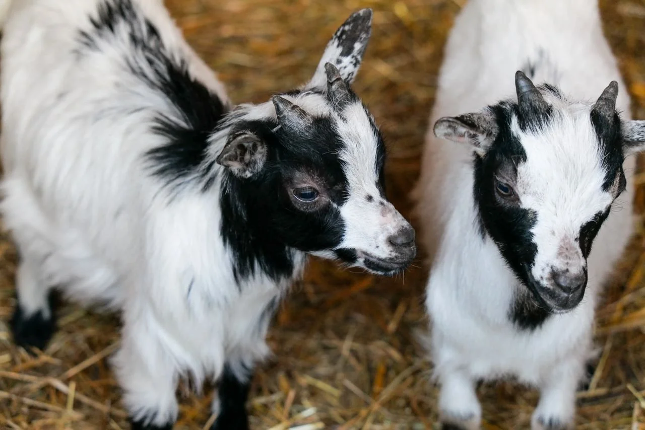 Goat Yoga for Austin Bachelorette Parties: What to Know Before You Book