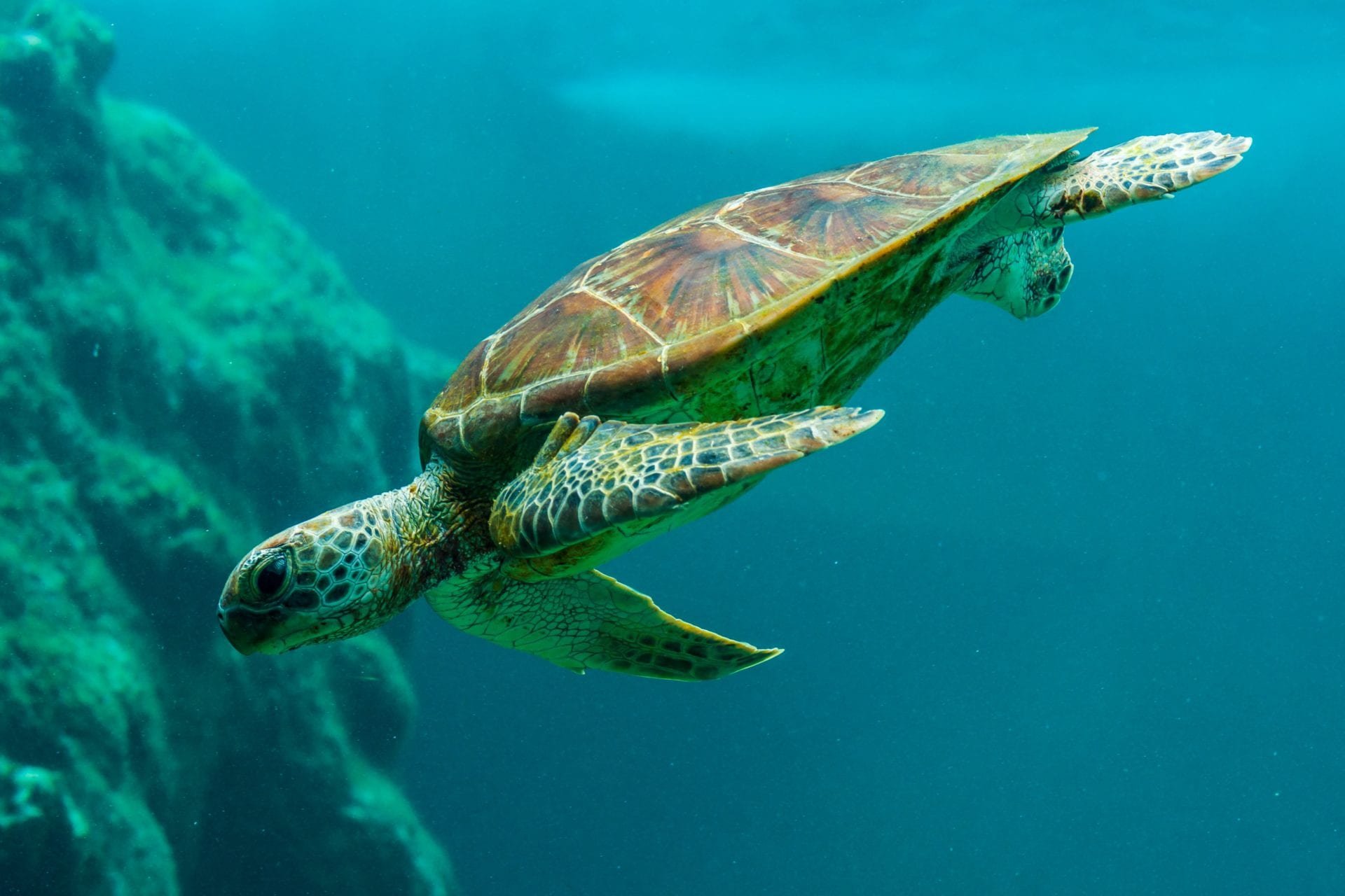 loggerhead turtle.jpeg