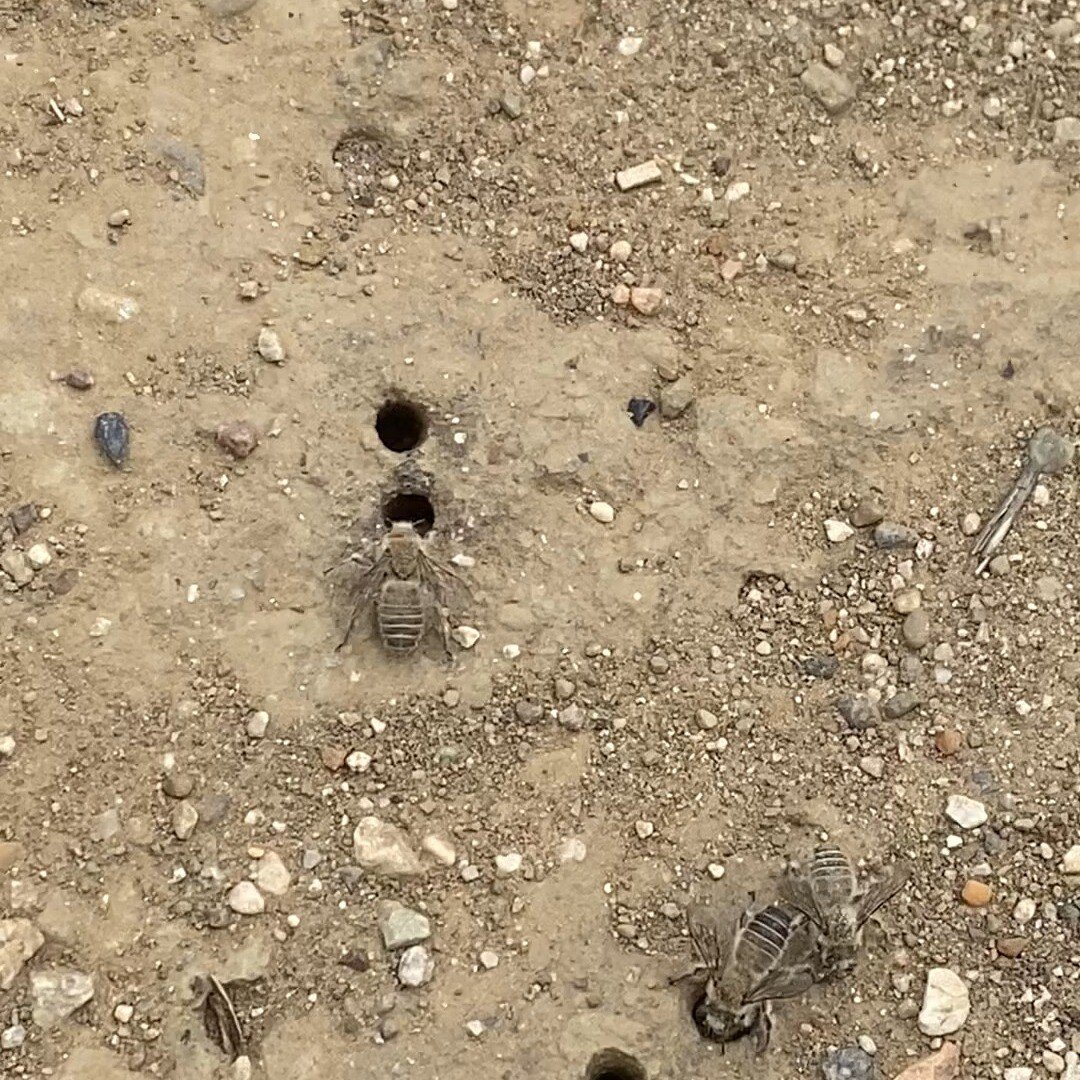 In Harmon Canyon, you may have noticed a cordoned off area in the road and wondered what the buzz was about. 

A spectacular aggregation of bindweed turret bees (Diadasia bituberculata) are nesting in the roadbed.

While most people are familiar with