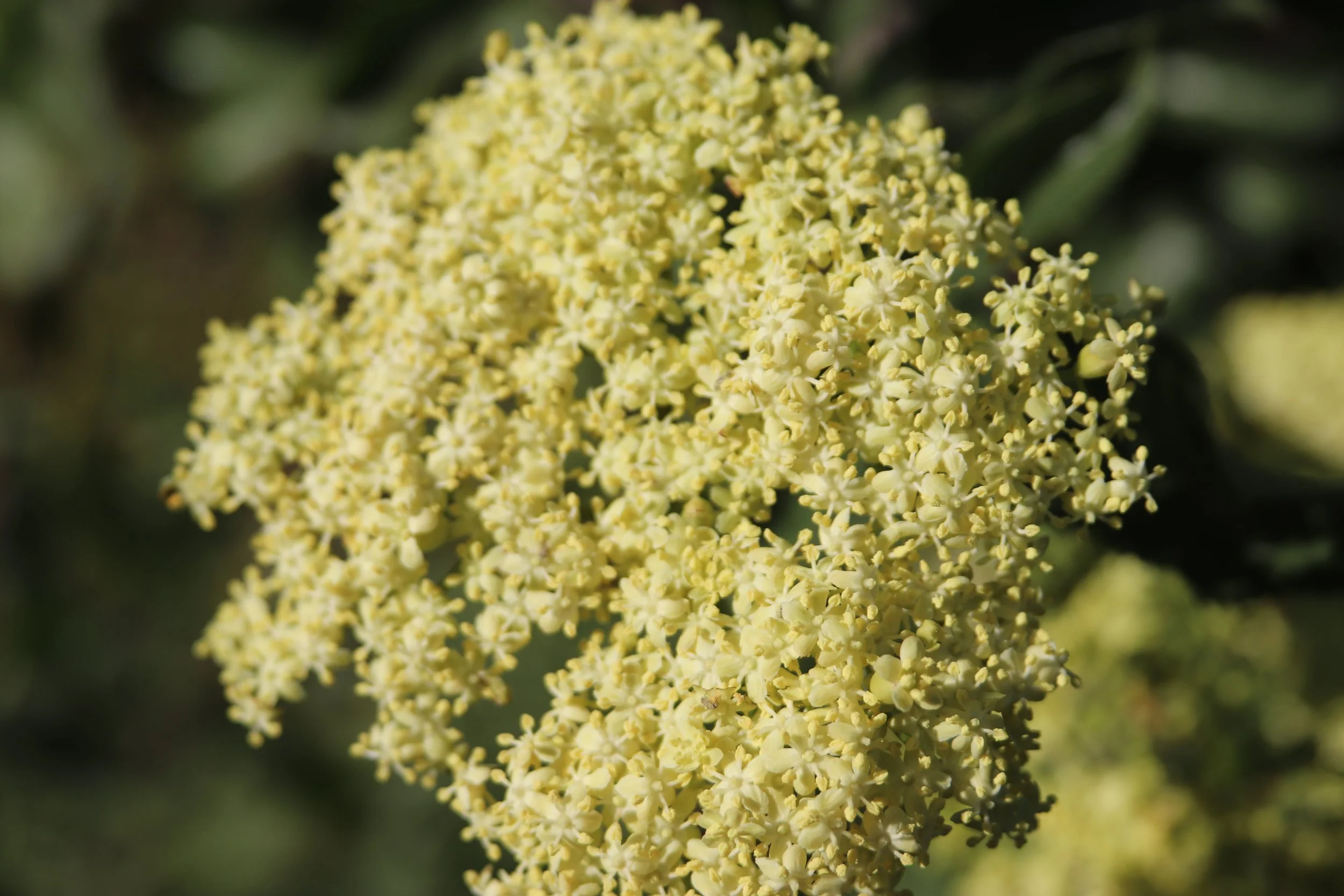 Blue elderberry_Sambucus mexicana ssp. caerulea.JPG