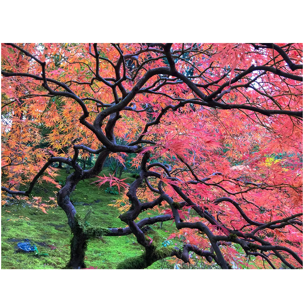 Japanese Maple, Seattle