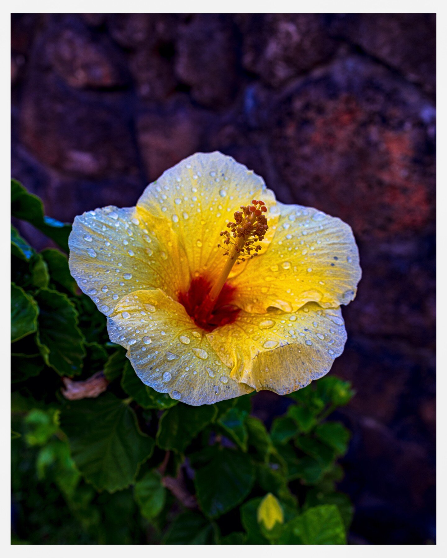 The state flower of Hawaii, a beautiful yellow hibiscus flower as seen on the Isle of Kauai last week!! 

#kauai #poipubeach #canonphotography #flowers #canonr5 #hibiscus #hawaii #bestoftheday #bestofthe_usa #travelphotography #travelhawaii #visitkau