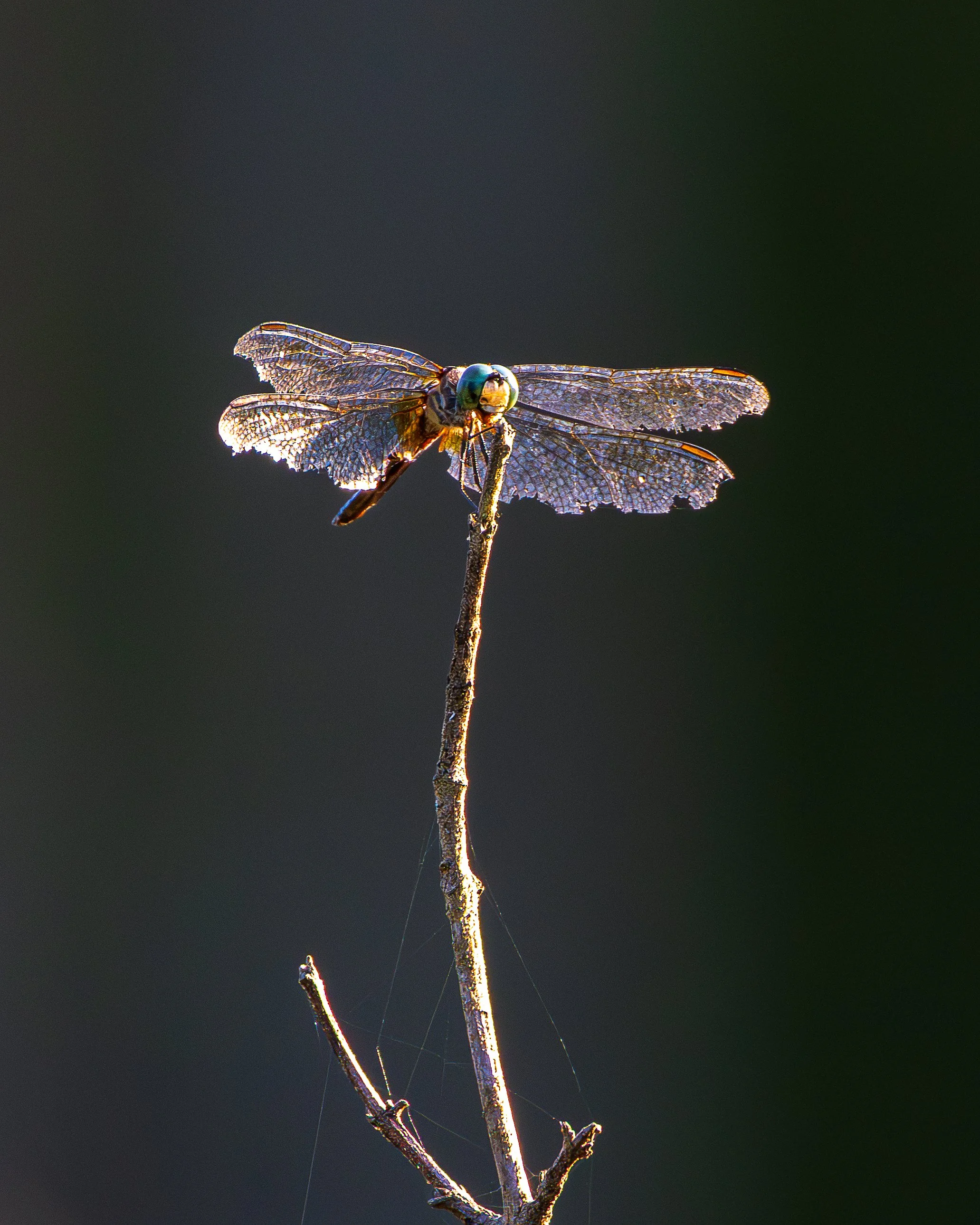 1X3A0897-Edit.jpg