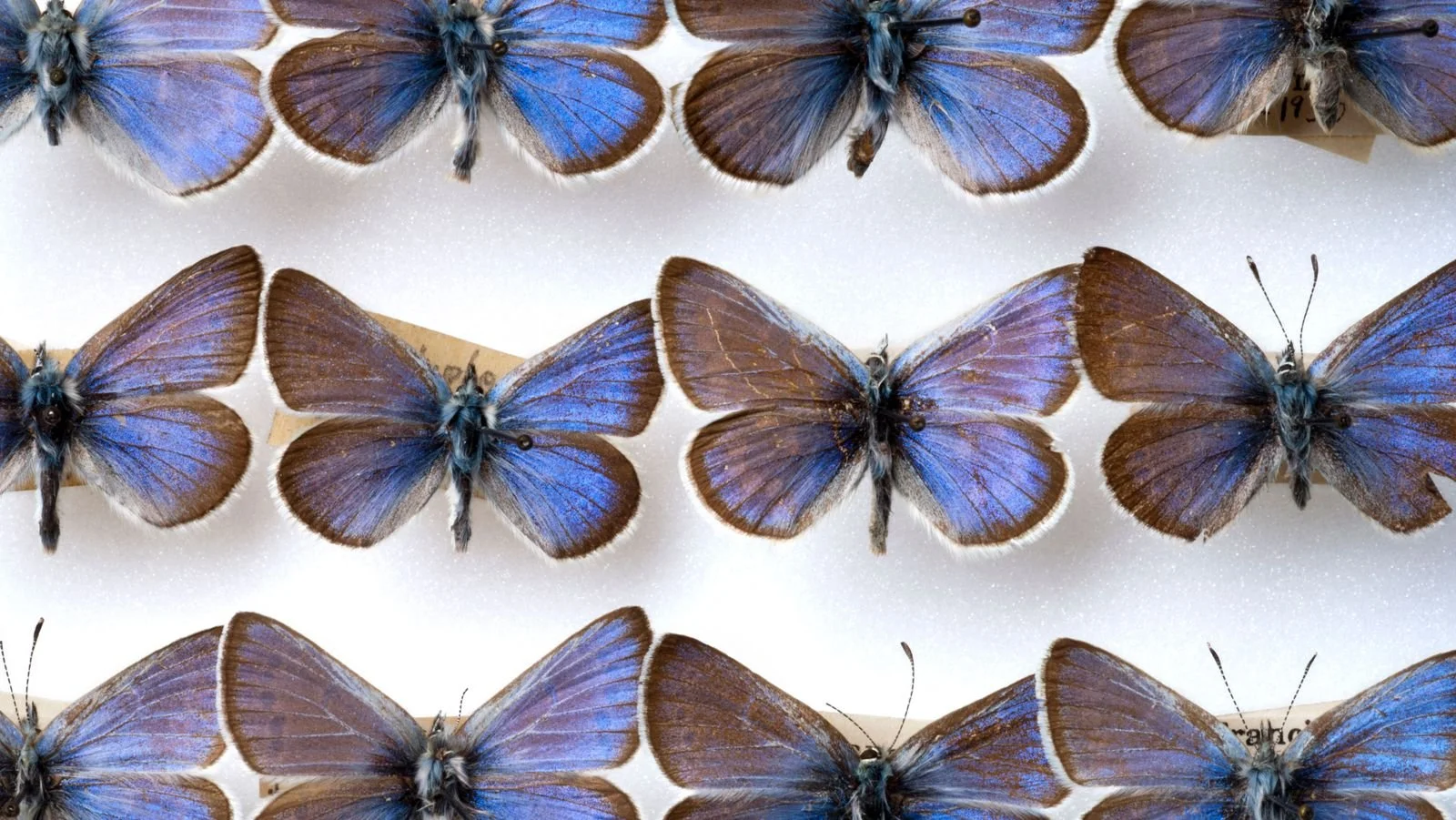 The Butterfly Effect.jpg