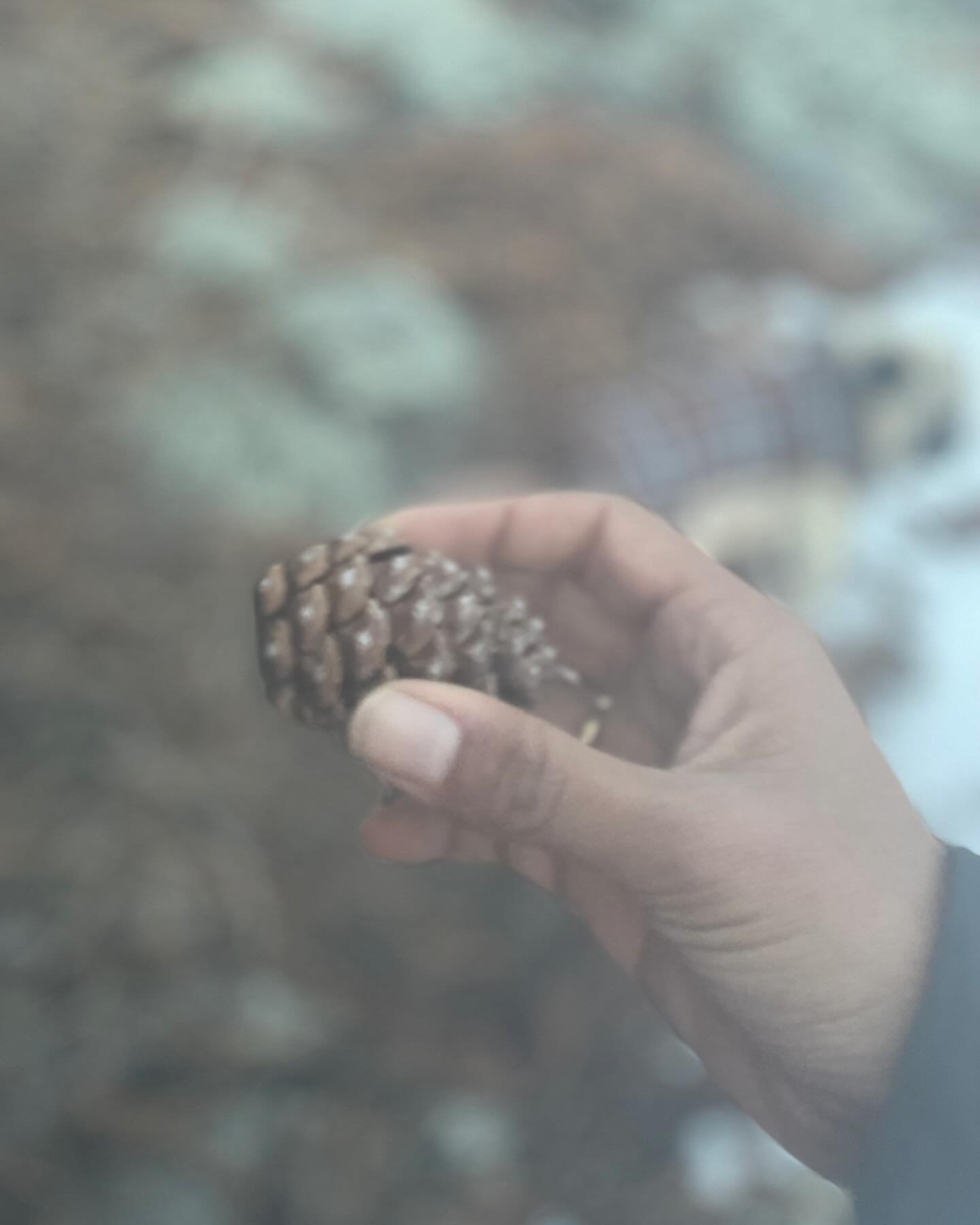 Our new seal was designed by Tibetan calligrapher @tashimannox. The design is inspired by the mountain pine forest that surrounds our clinic in Boulder, CO. This led us to propose a design based on the spiral geometry found in the pinecone as a symbo