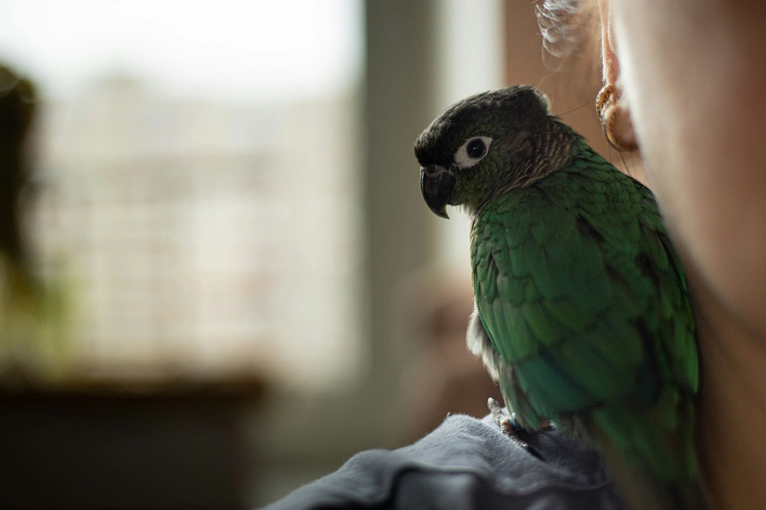Bird Human Bond Pet Loss