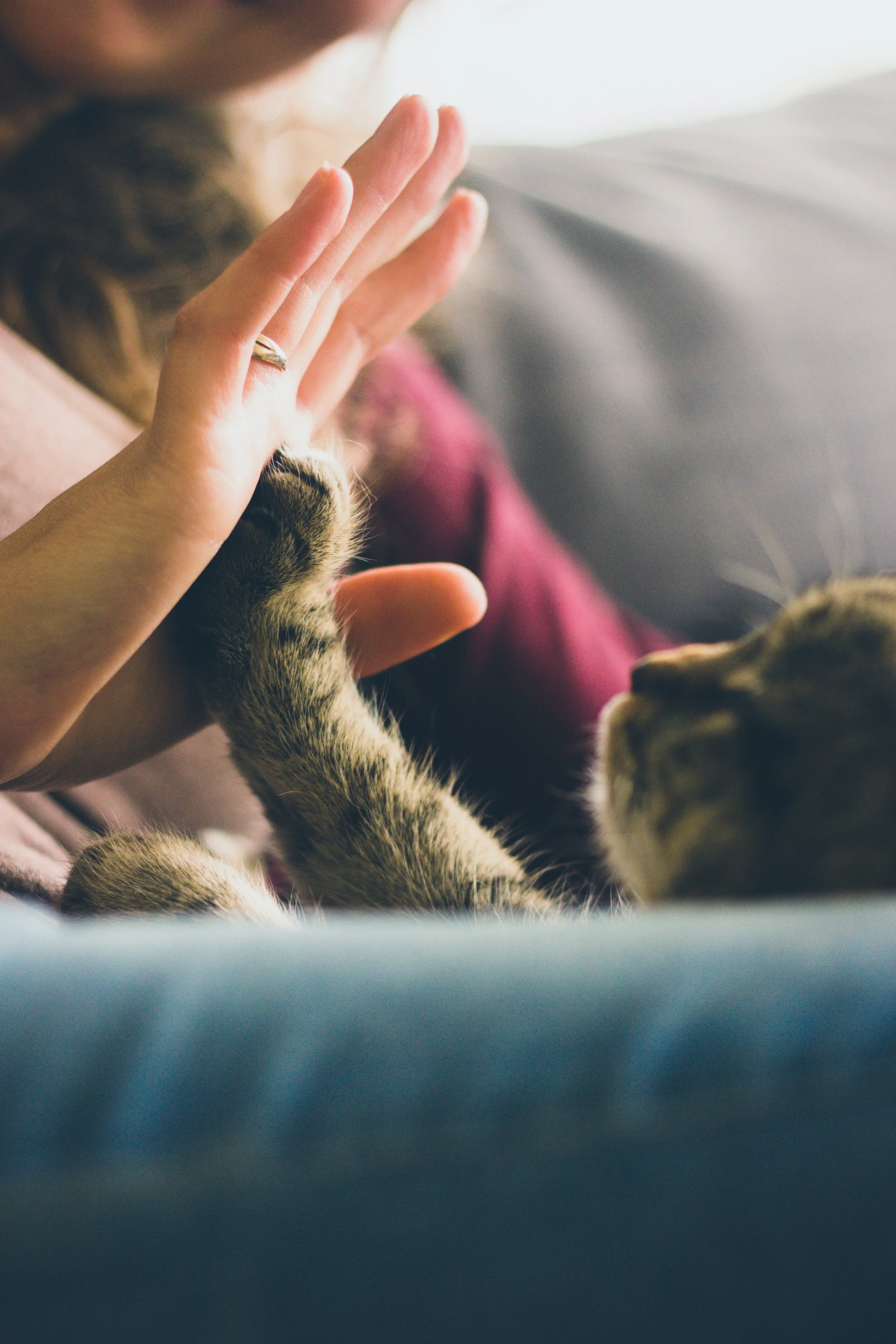 Cat Human Bond Pet Loss