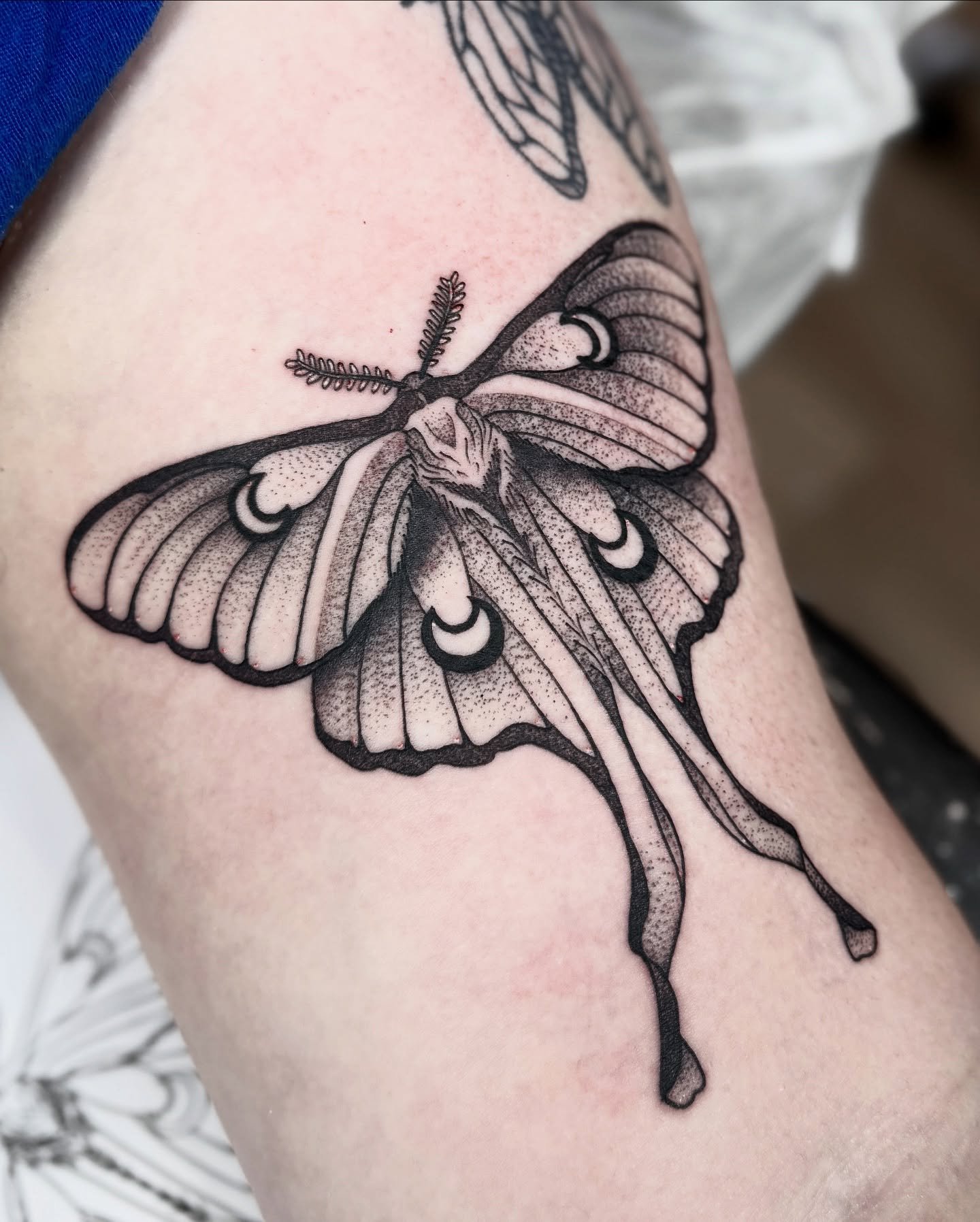 a Luna for Lauren

Thanks again I&rsquo;m honored to get to add to your bug collection !🐞