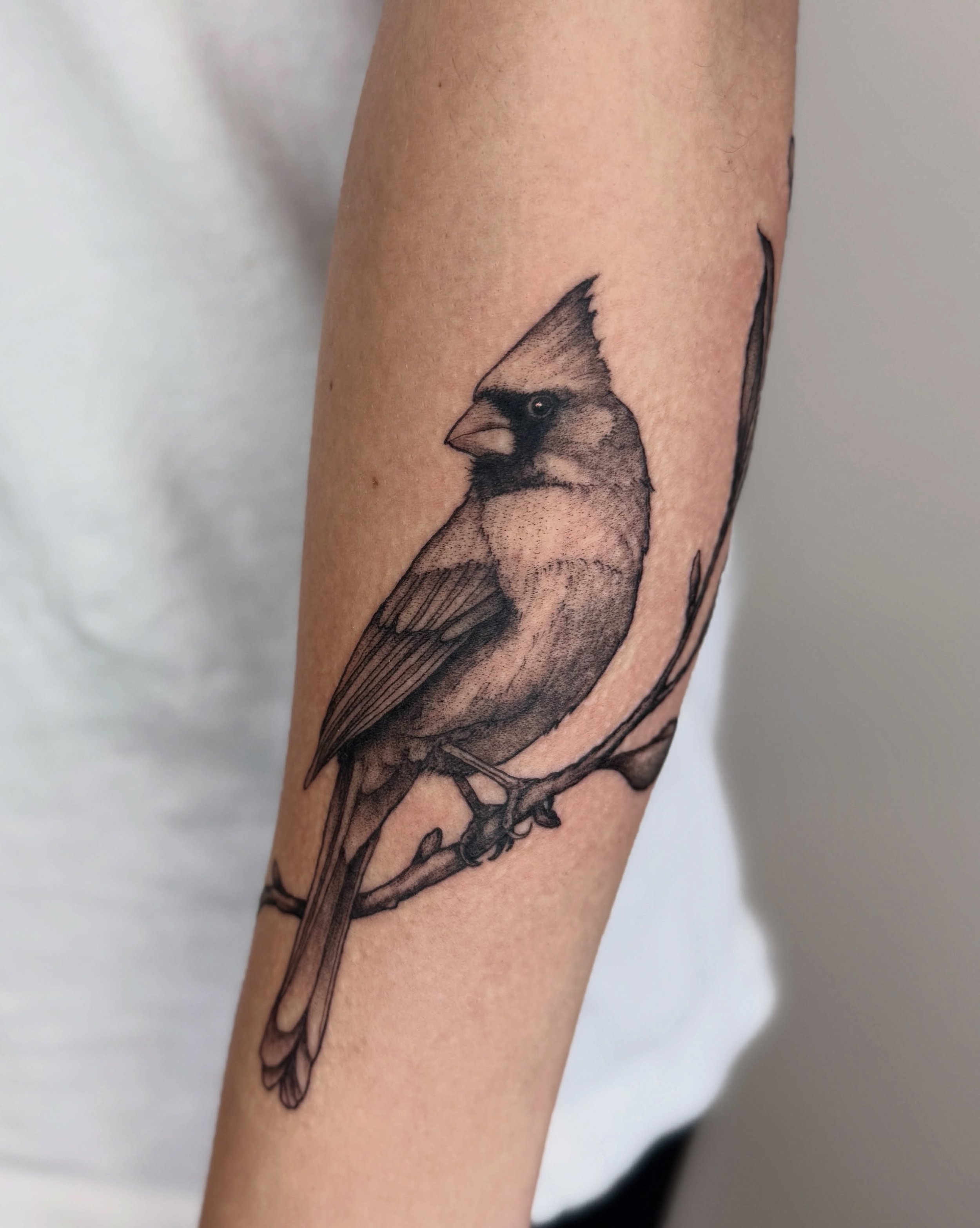 cardinal + branch tattoo for Hannah

#savannah #savannahtattooartist #georgiatattooartist