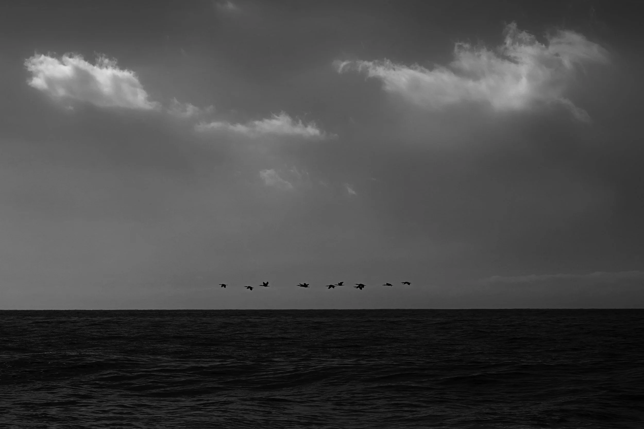 10 birds.jpg