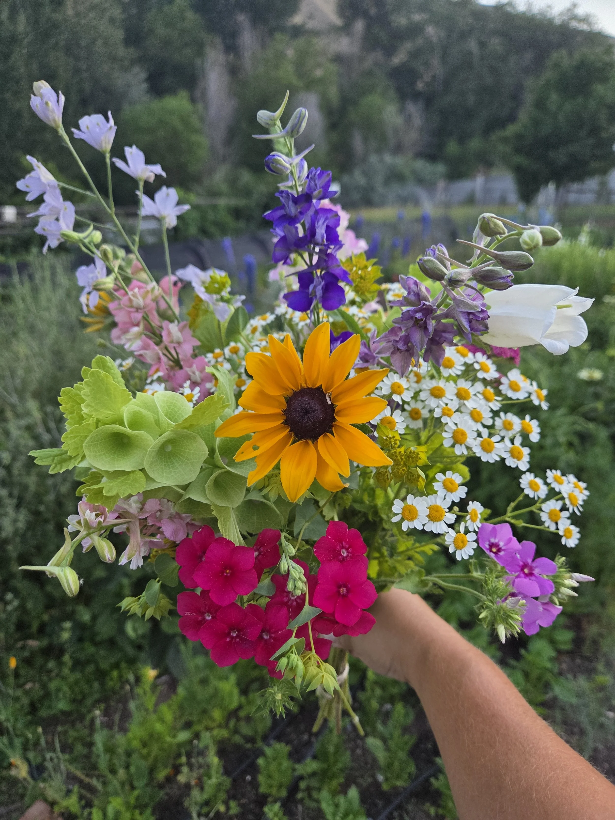 Early Summer Subscription