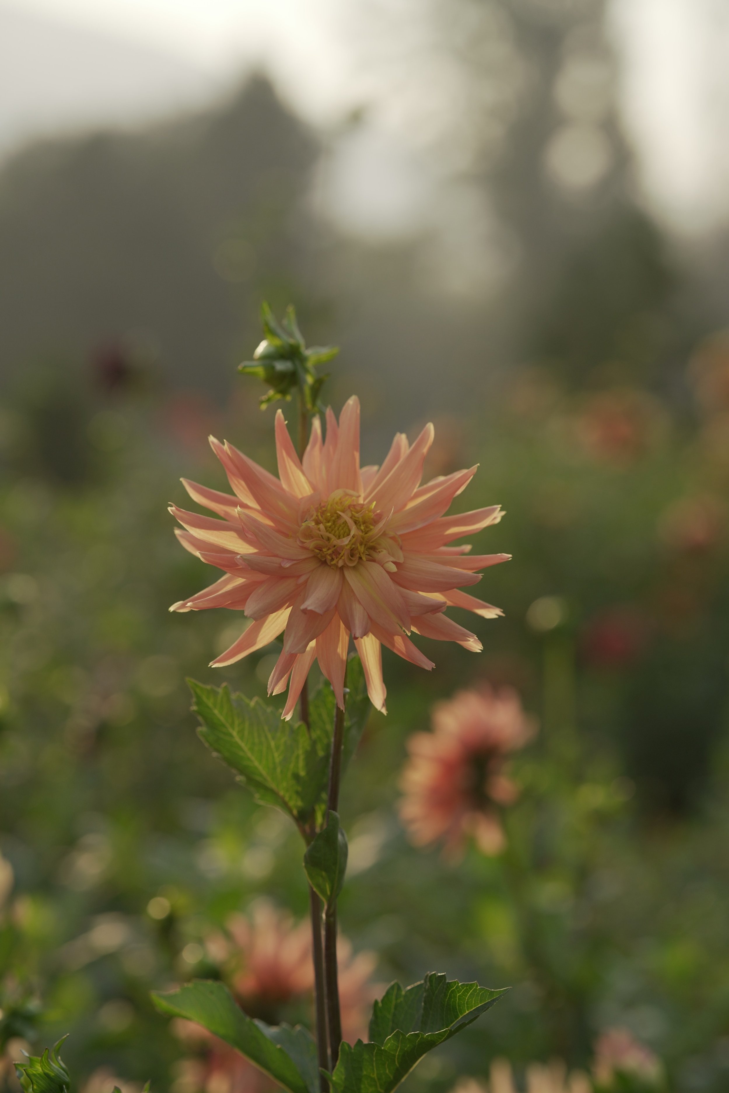 processed_A7R06290.jpg