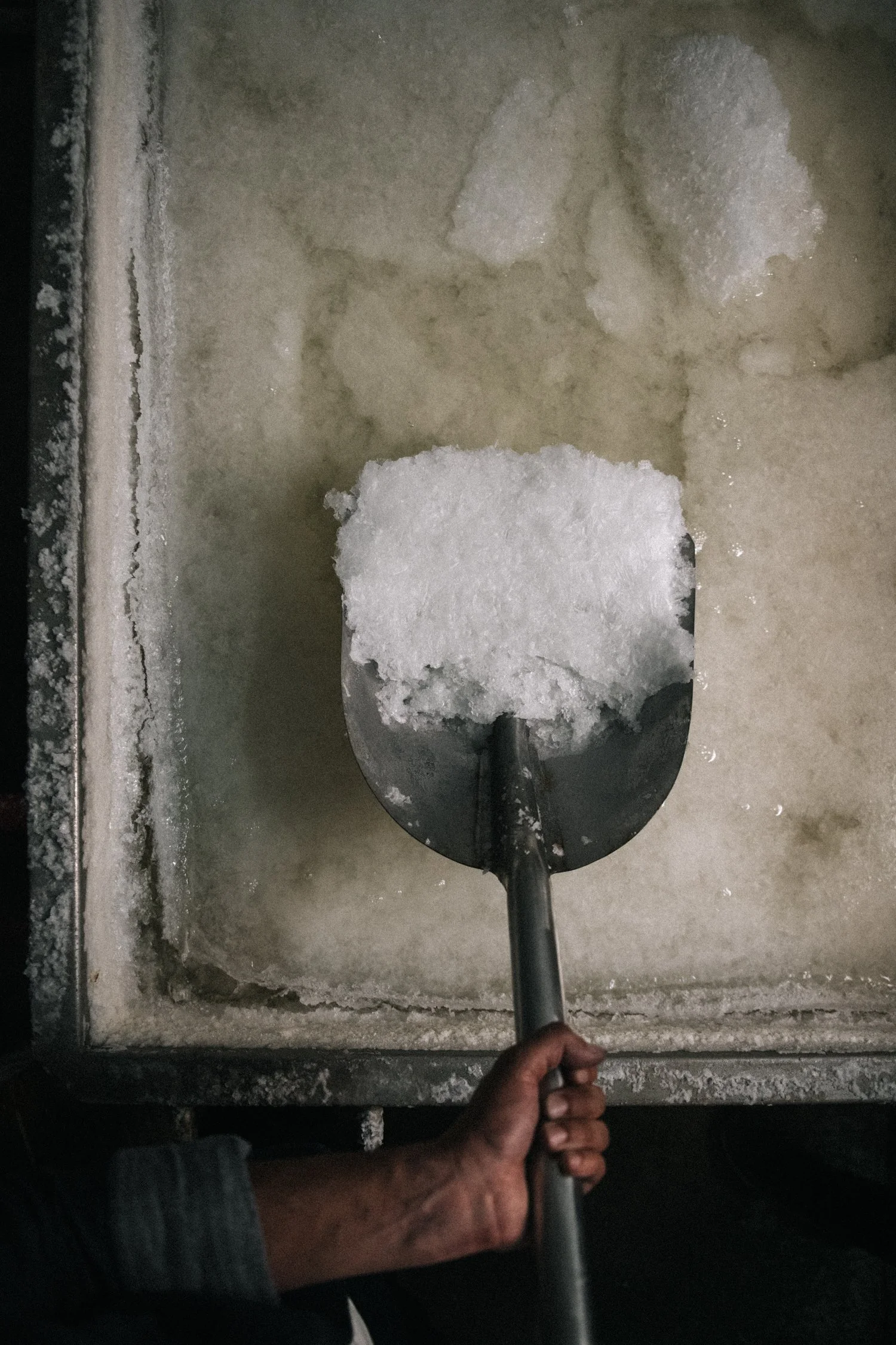 Bearface Mitlenatch-119.jpg