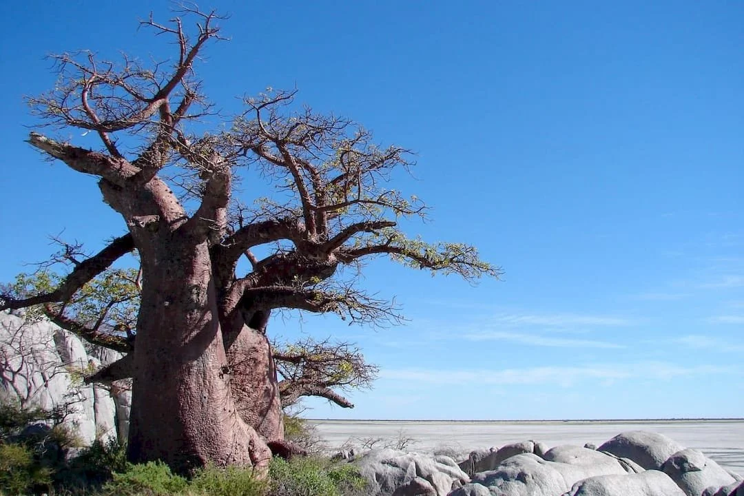 a baobab tree