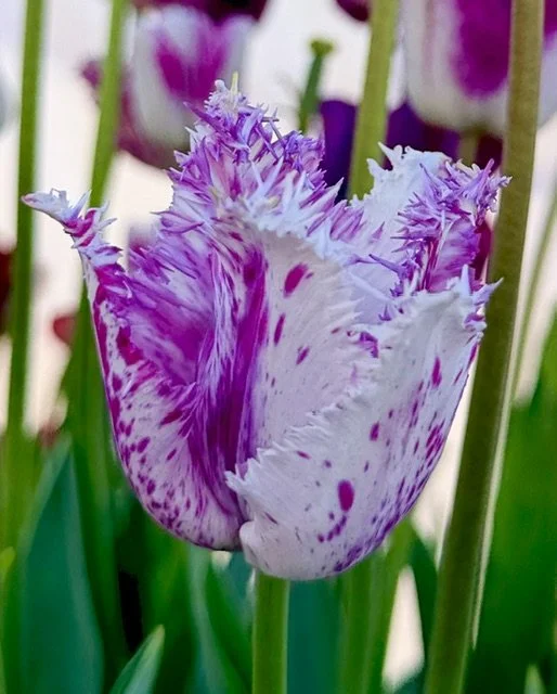 Purple tulip.jpeg